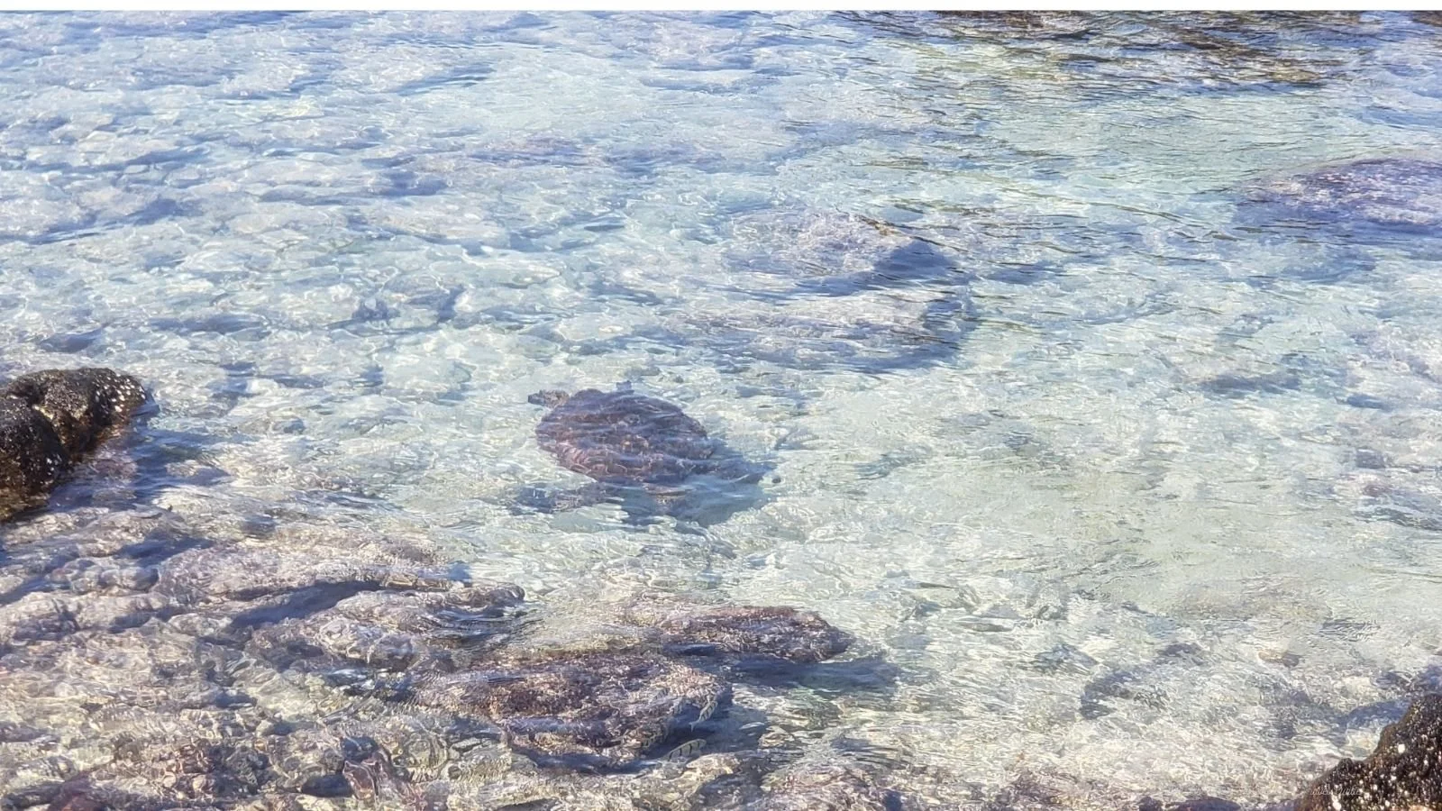 Clear ocean water with rocks and a turtle visible underneath the surface.