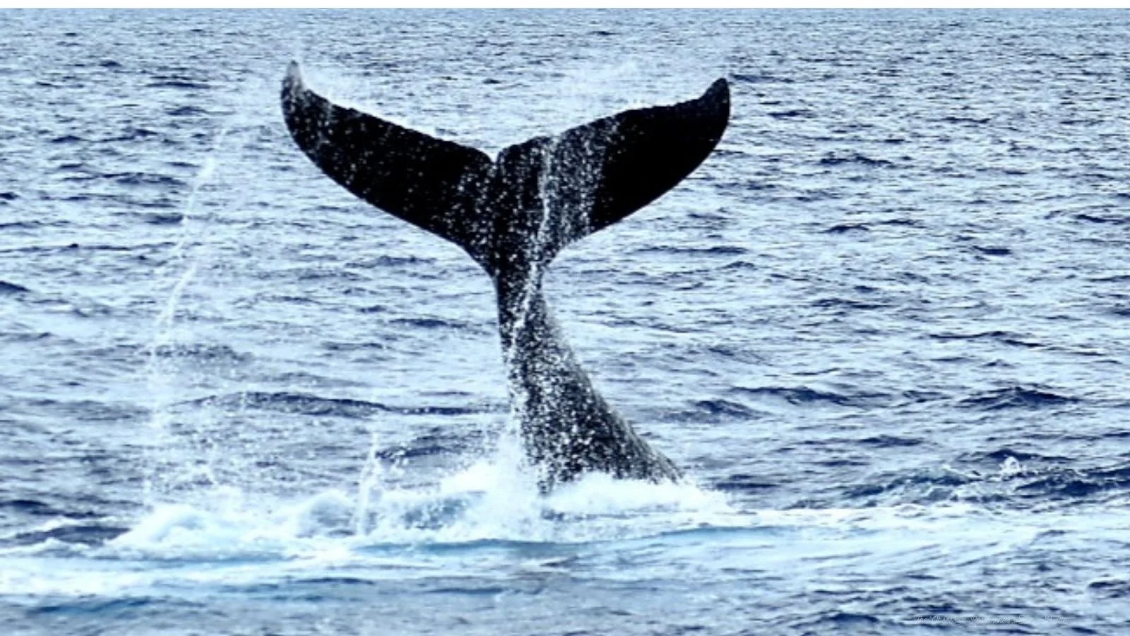 Back of a whale's tail as it dives into the ocean, creating waves around it.