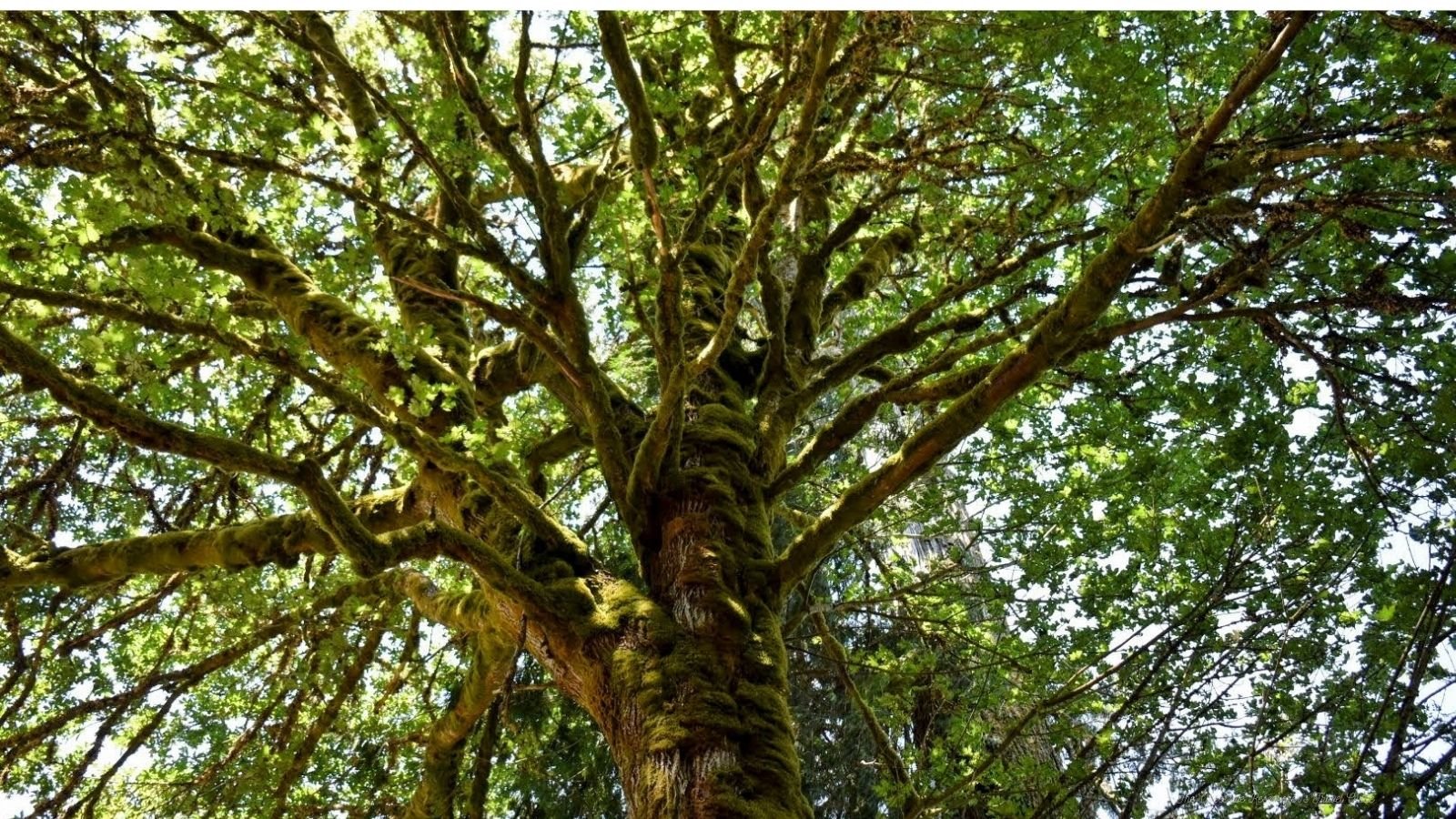 Looking up at a moss-covered tree with green leaves and branching limbs.