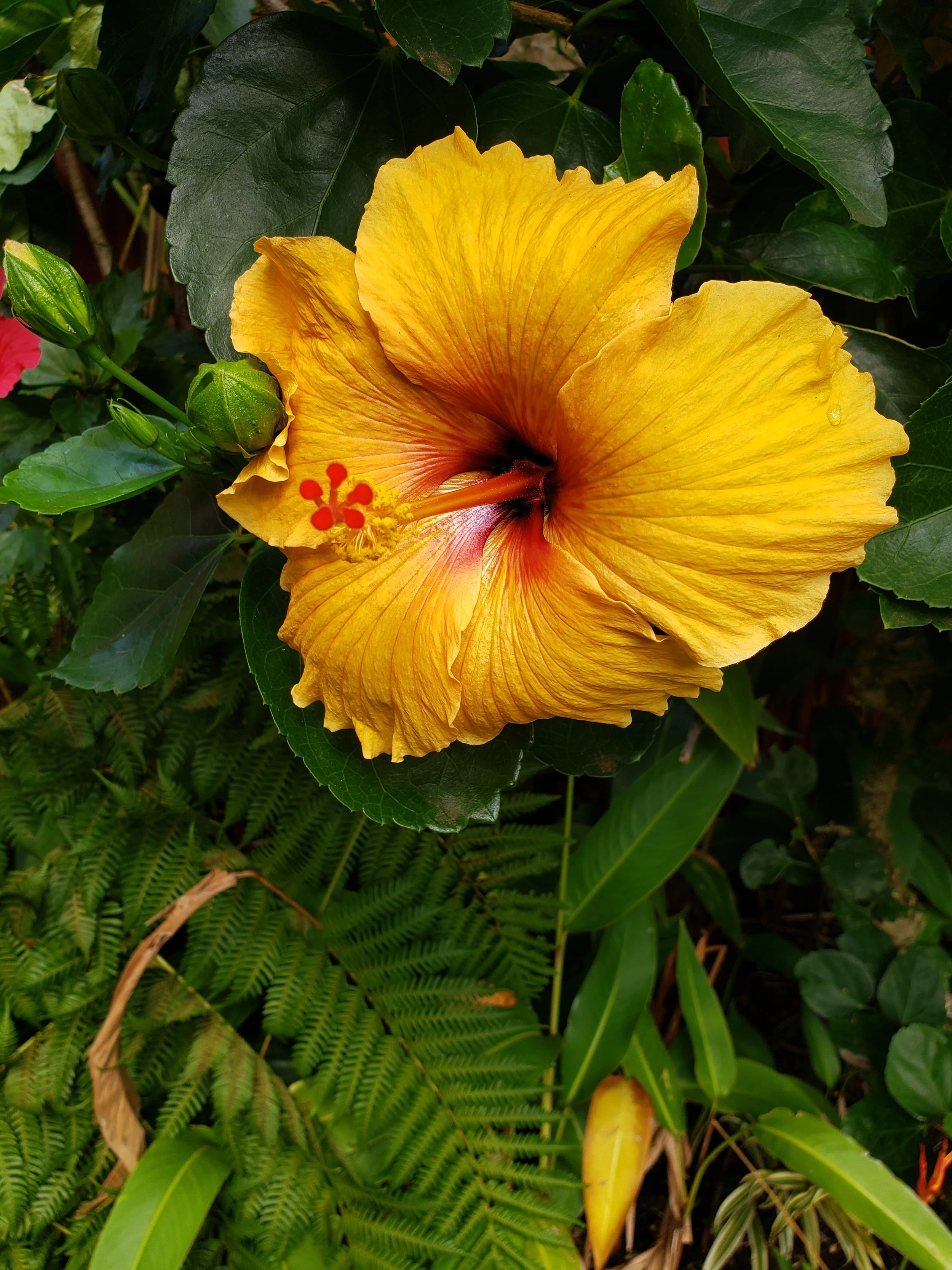 Close-up of a large yellow hibiscus flower with red center and prominent yellow stamens, surrounded by green leaves and fern foliage.