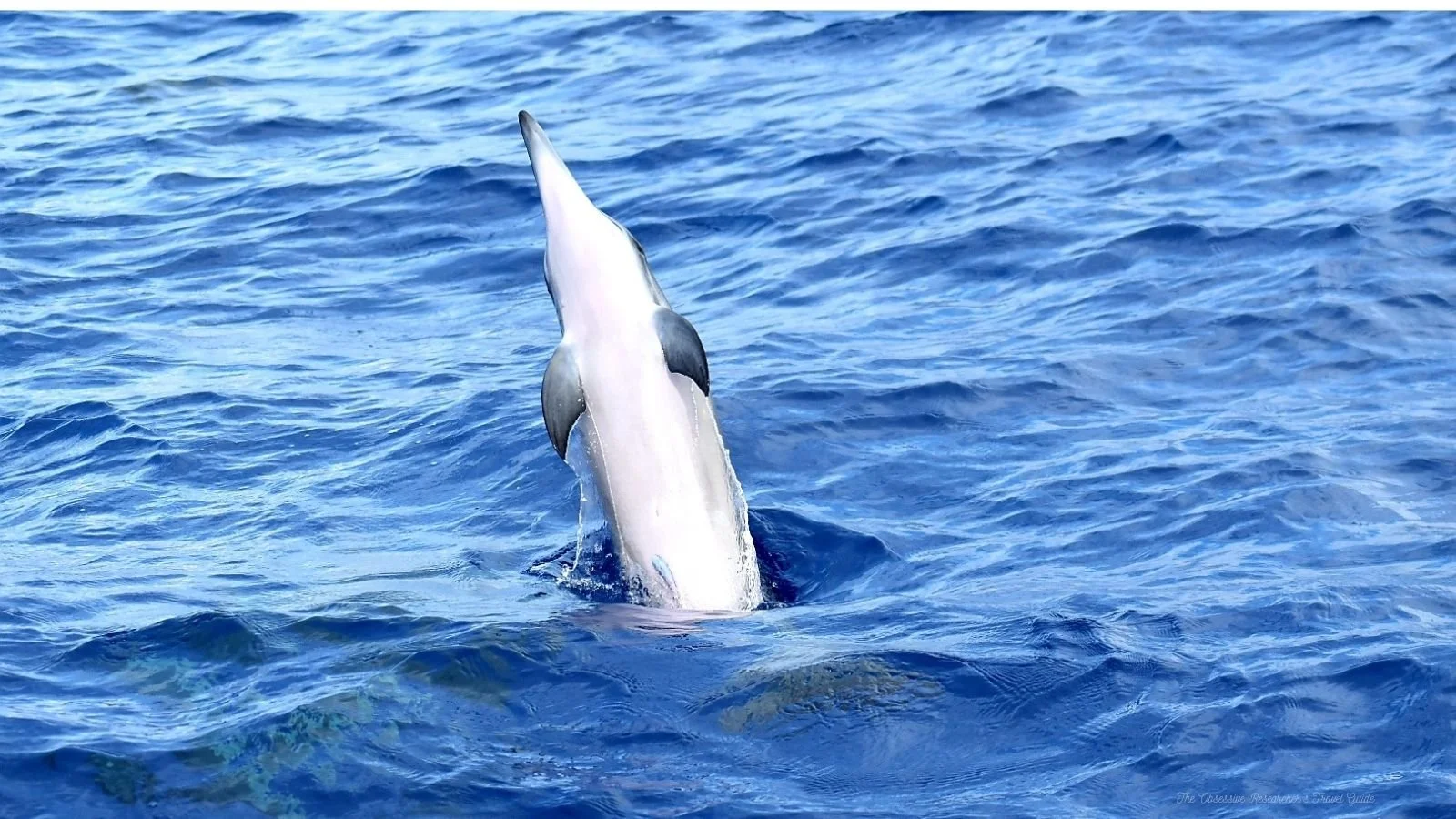 A dolphin jumping out of the water in the ocean