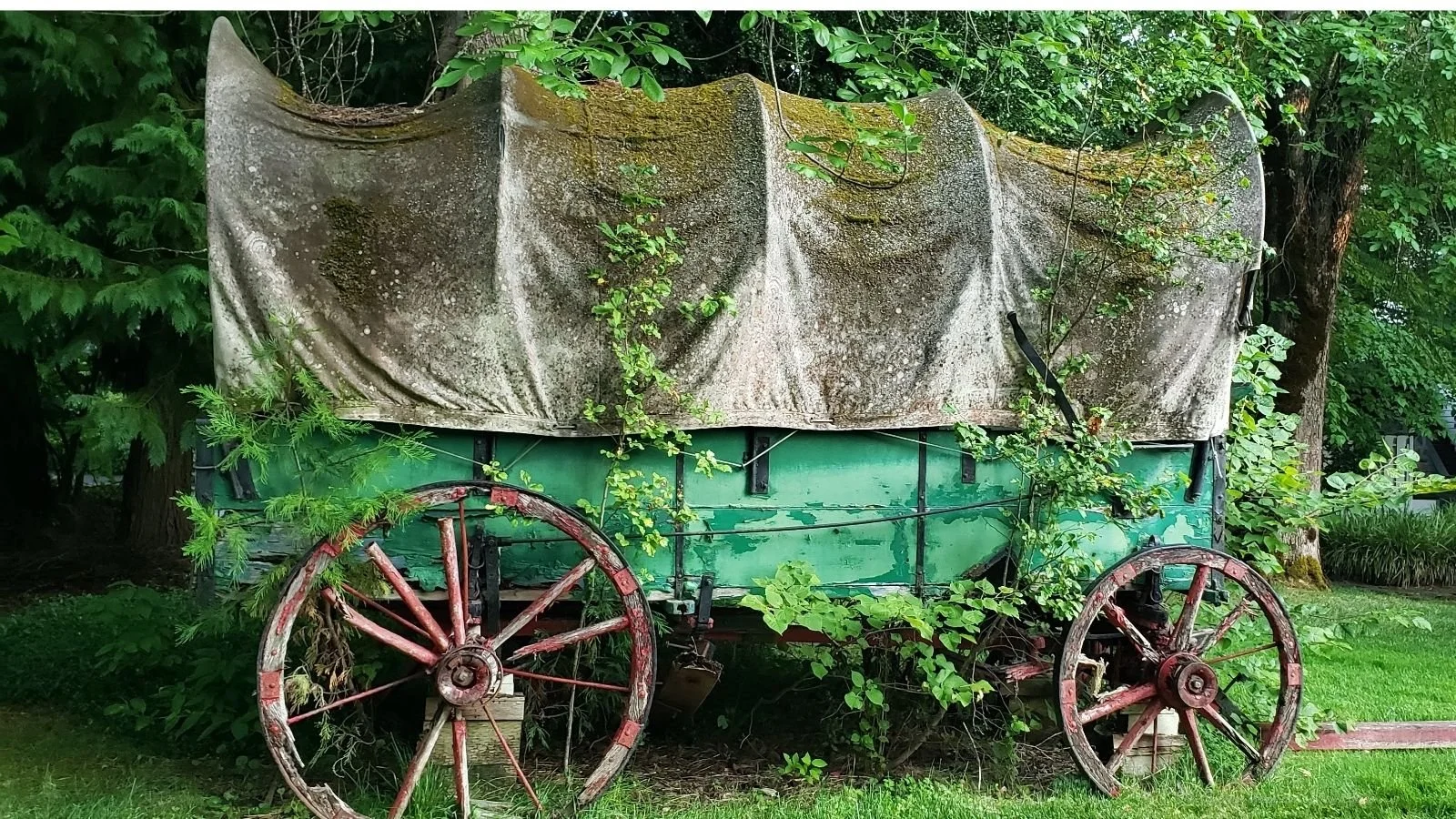 Old, weathered wagon with green wooden body and large, rusty wheels, covered by a tattered canopy, surrounded by greenery and trees.