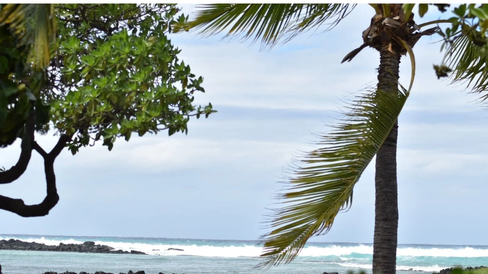 Tropical beach scene with palm trees and ocean waves.