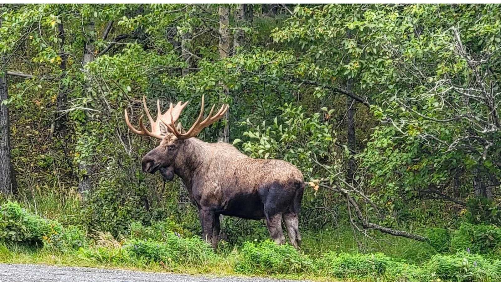 A large moose with antlers standing on the side of a forested area with green trees and grass.
