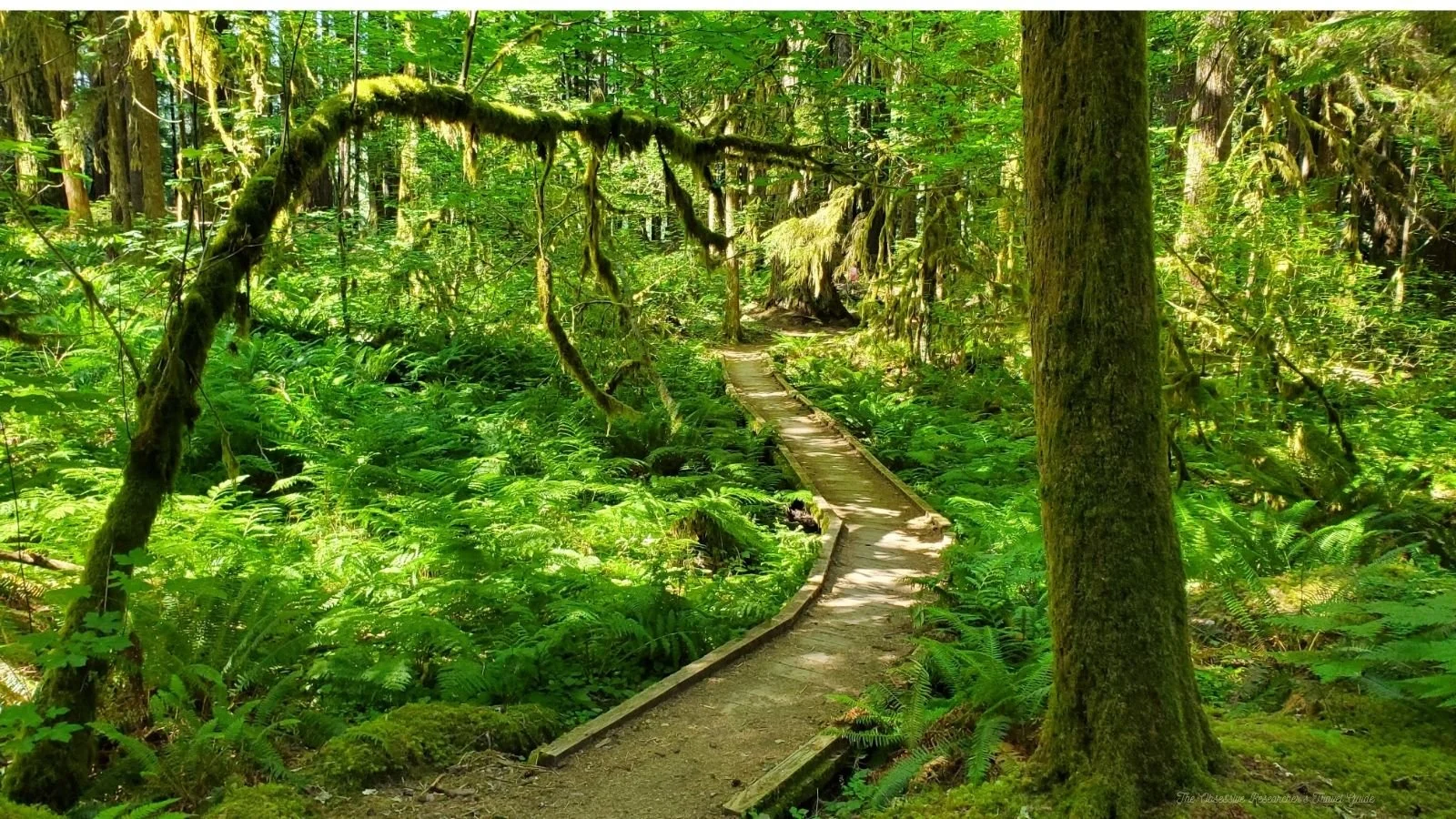 A narrow wooden boardwalk trail winding through a lush, green forest filled with trees, ferns, moss, and dense foliage, with sunlight filtering through the canopy.