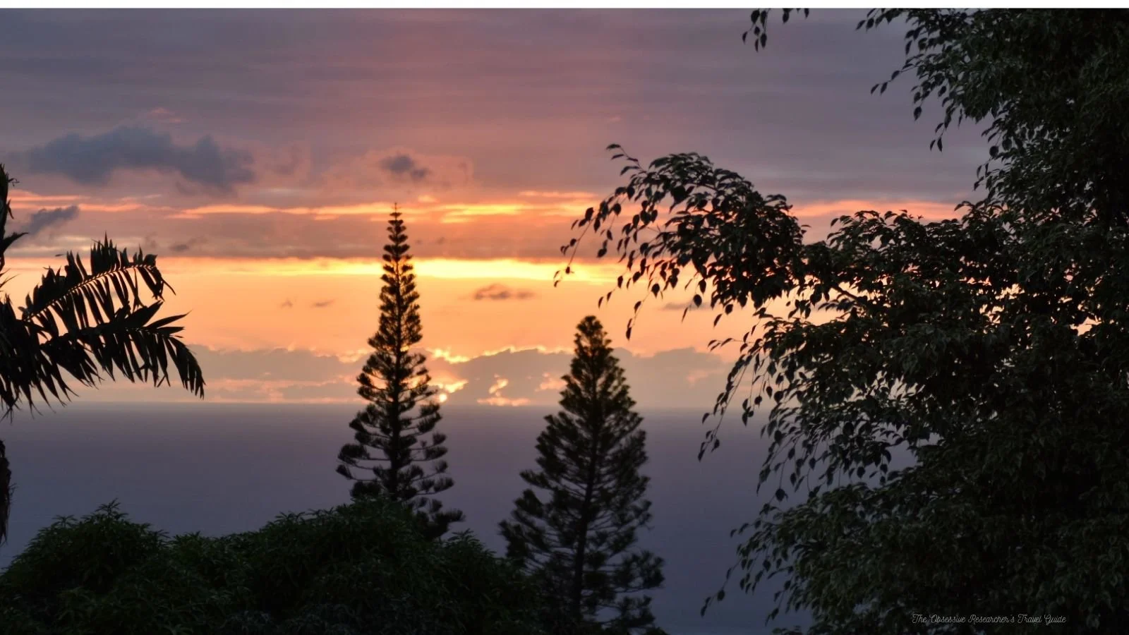 Sunset over a silhouette of trees with dark leafy branches in the foreground and a colorful sky with orange, pink, and purple hues.