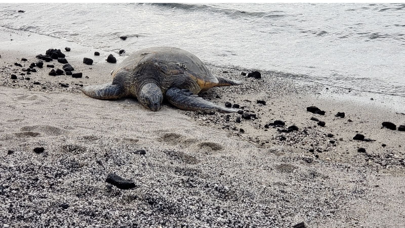A sea turtle on the sandy beach near the water, crawling towards the ocean.