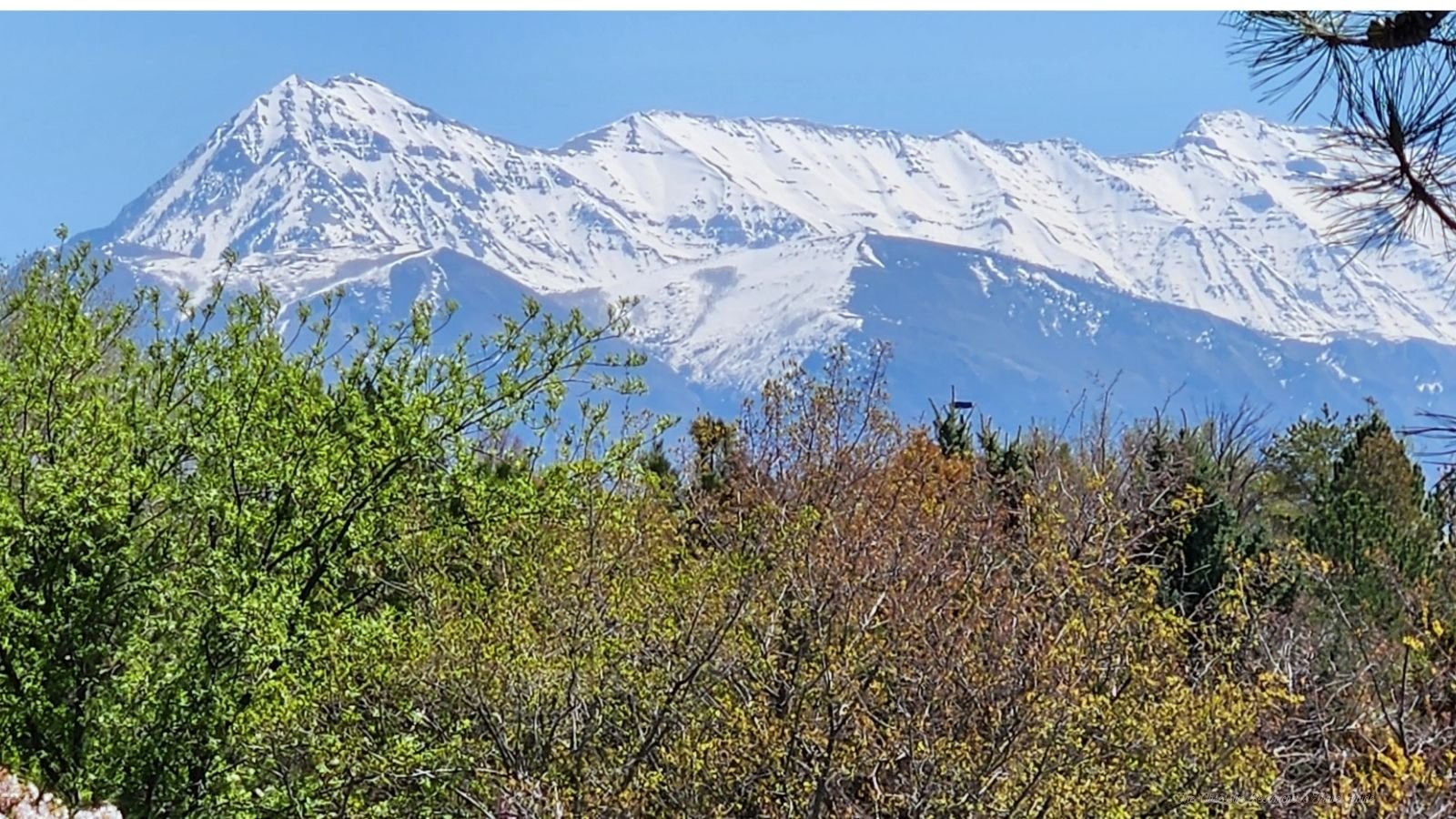 Snow-capped mountains in the background with green and brown trees in the foreground under a clear blue sky.
