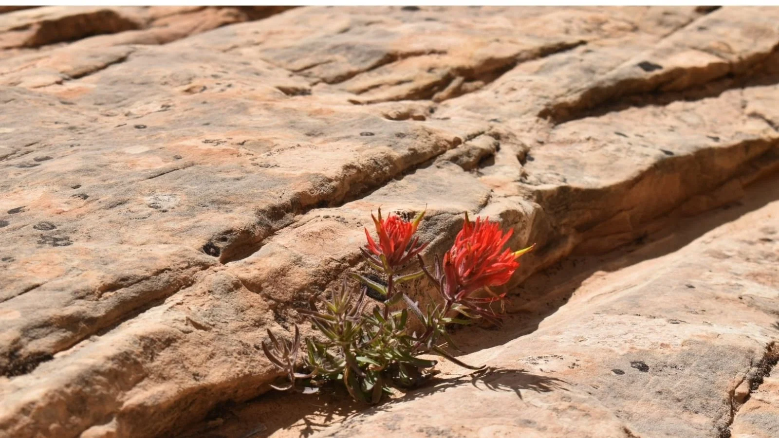 A small green plant with red flowers growing in a crevice on a rocky desert surface.