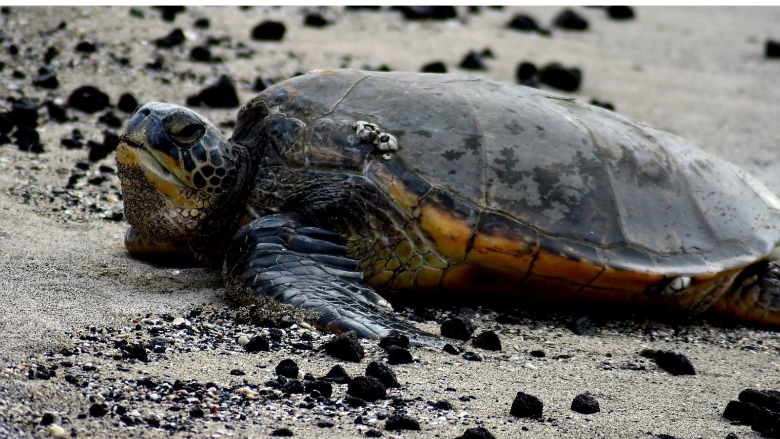 A close-up of a sea turtle on the sand with small rocks and shells.