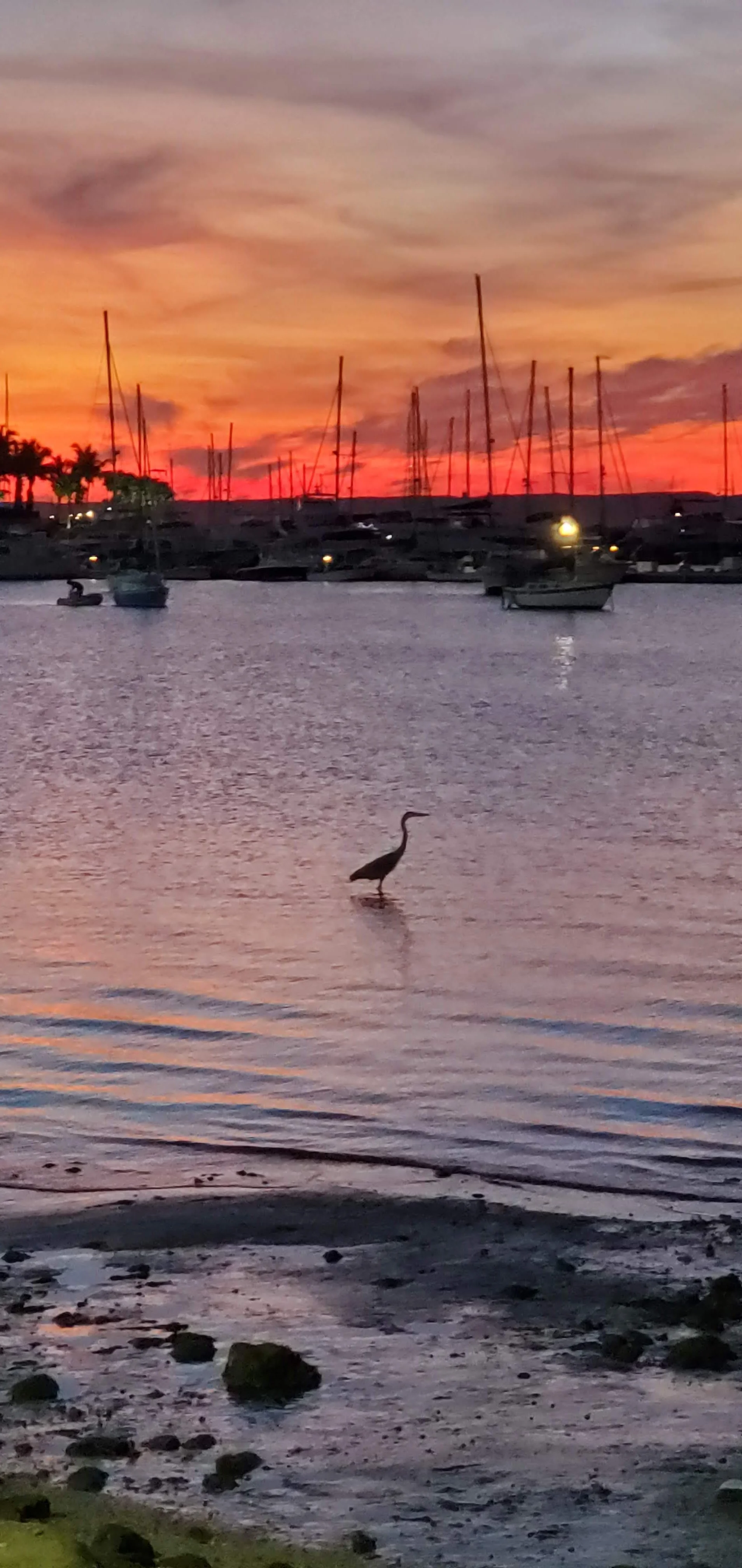 A heron stands in shallow water near a marina at sunset with boats and sailboat masts in the background.