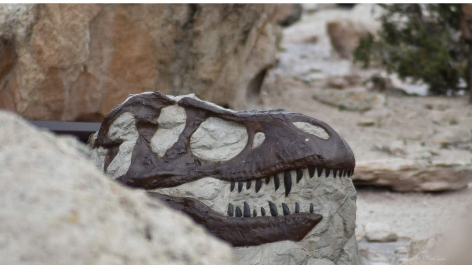 Close-up of a dinosaur skull fossil embedded in rocks.