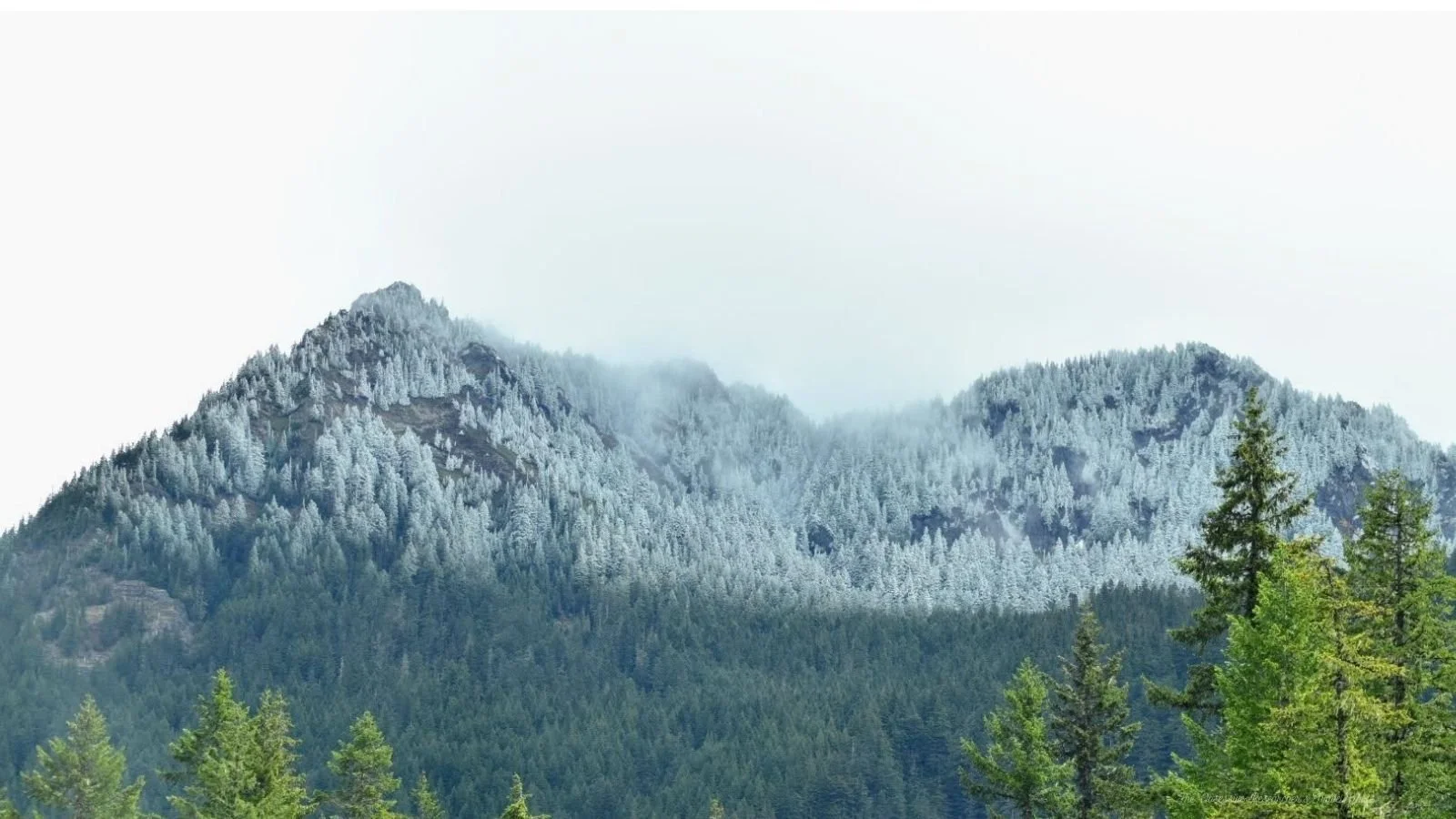 A mountain with dense evergreen trees and snow falling at the top.