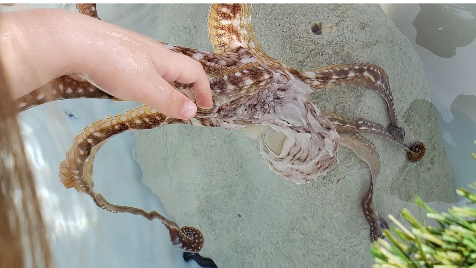 A hand holding an octopus in shallow water next to some plants.