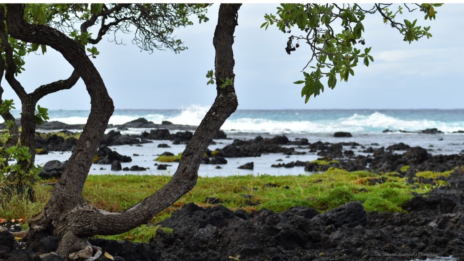 Coastal scene with a twisted tree in the foreground, rocky shoreline, green grass, and ocean waves under a cloudy sky.
