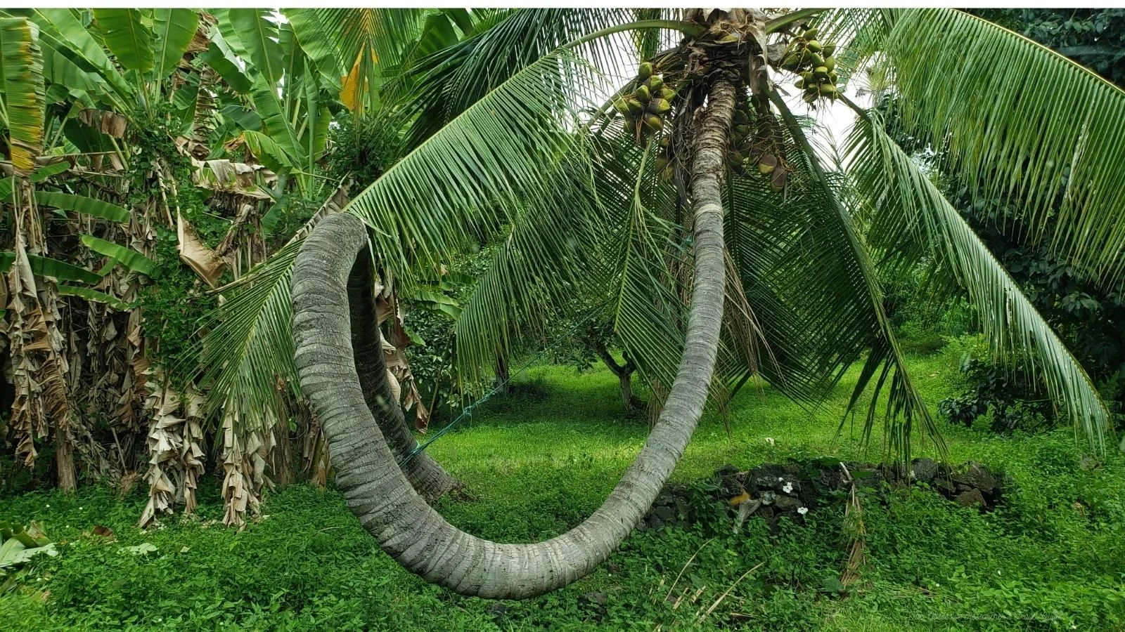 A coconut tree with a twisted trunk leaning on other trees in a lush green garden.