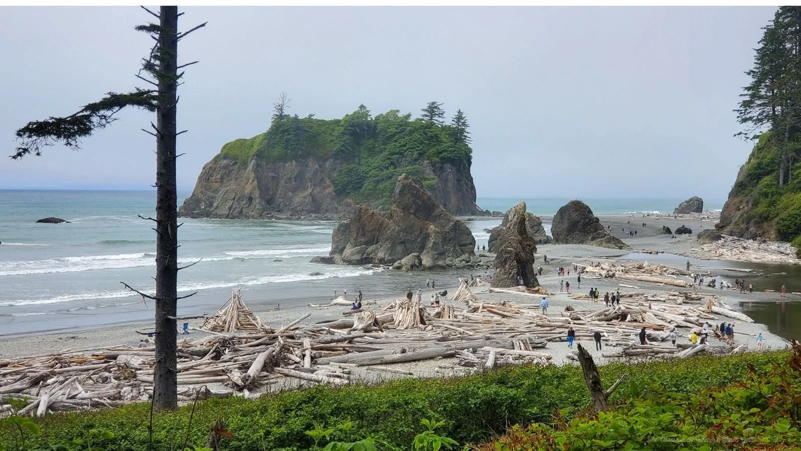 View of a coastal beach with large rocks, driftwood scattered along the shore, and green-covered cliffs in the background, with many people walking and exploring.