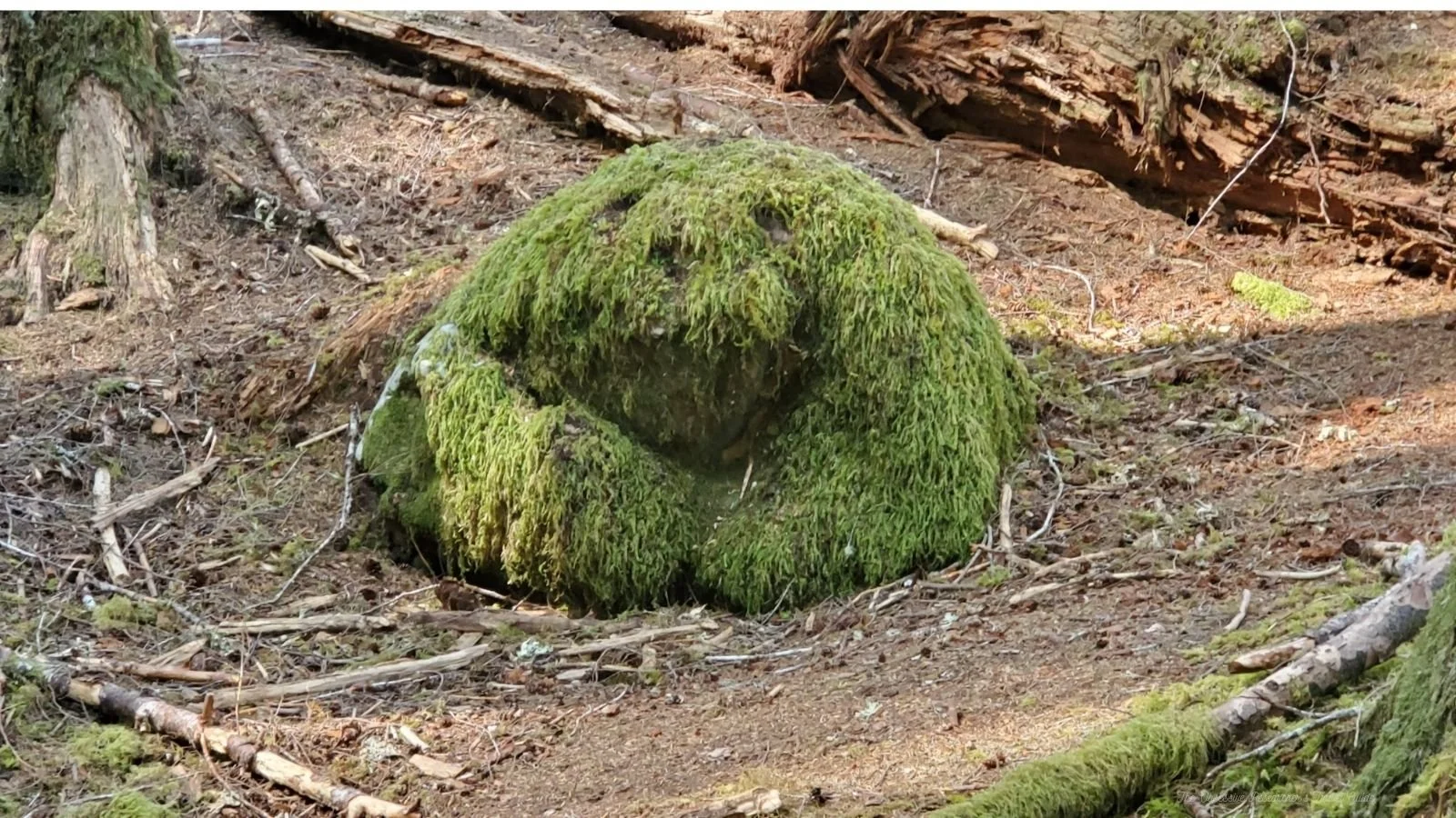 A moss-covered boulder in a forest with dirt and fallen branches on the ground.