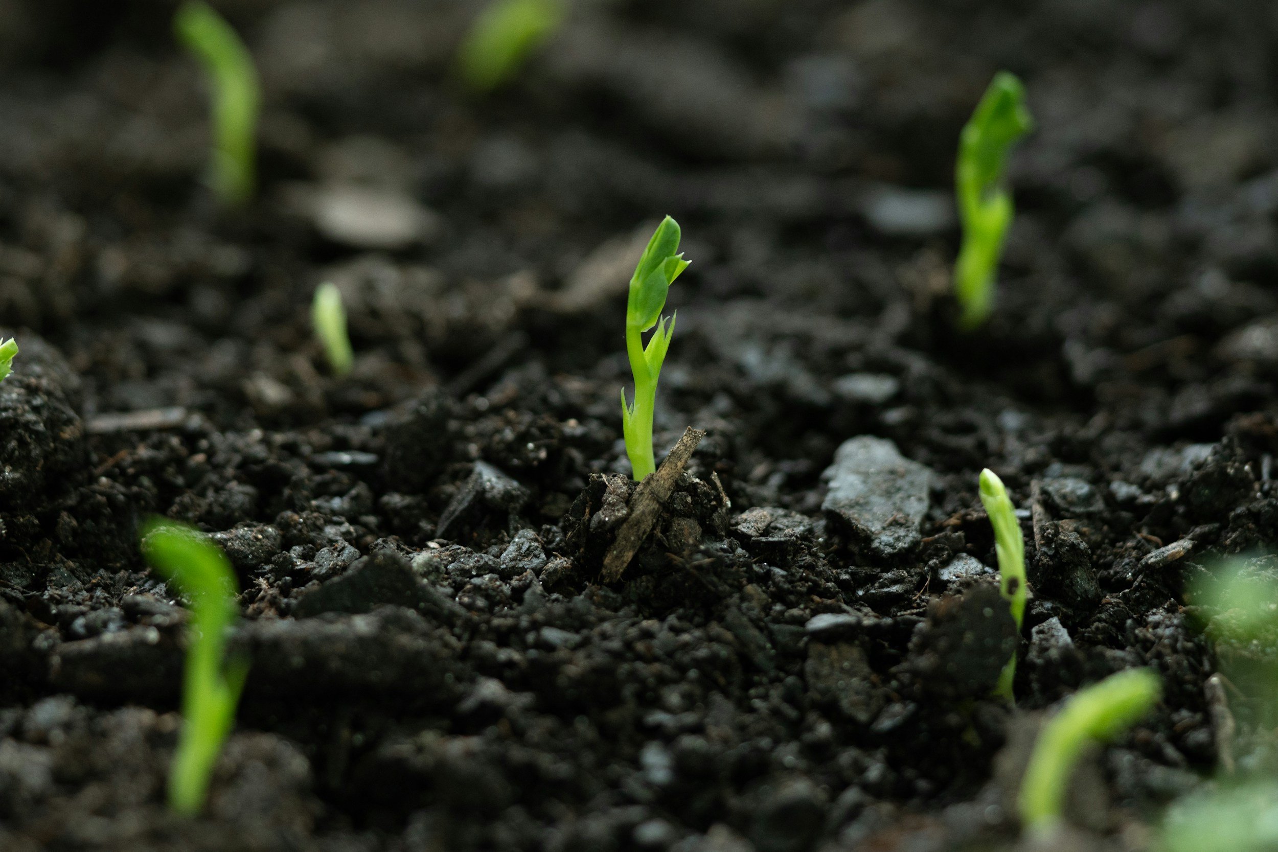 Tiny green plant sprouts emerging from rich dark soil, symbolizing healing and renewal for the PTSD hypnotherapy services at Timpanogos Hypnotherapy in Utah.