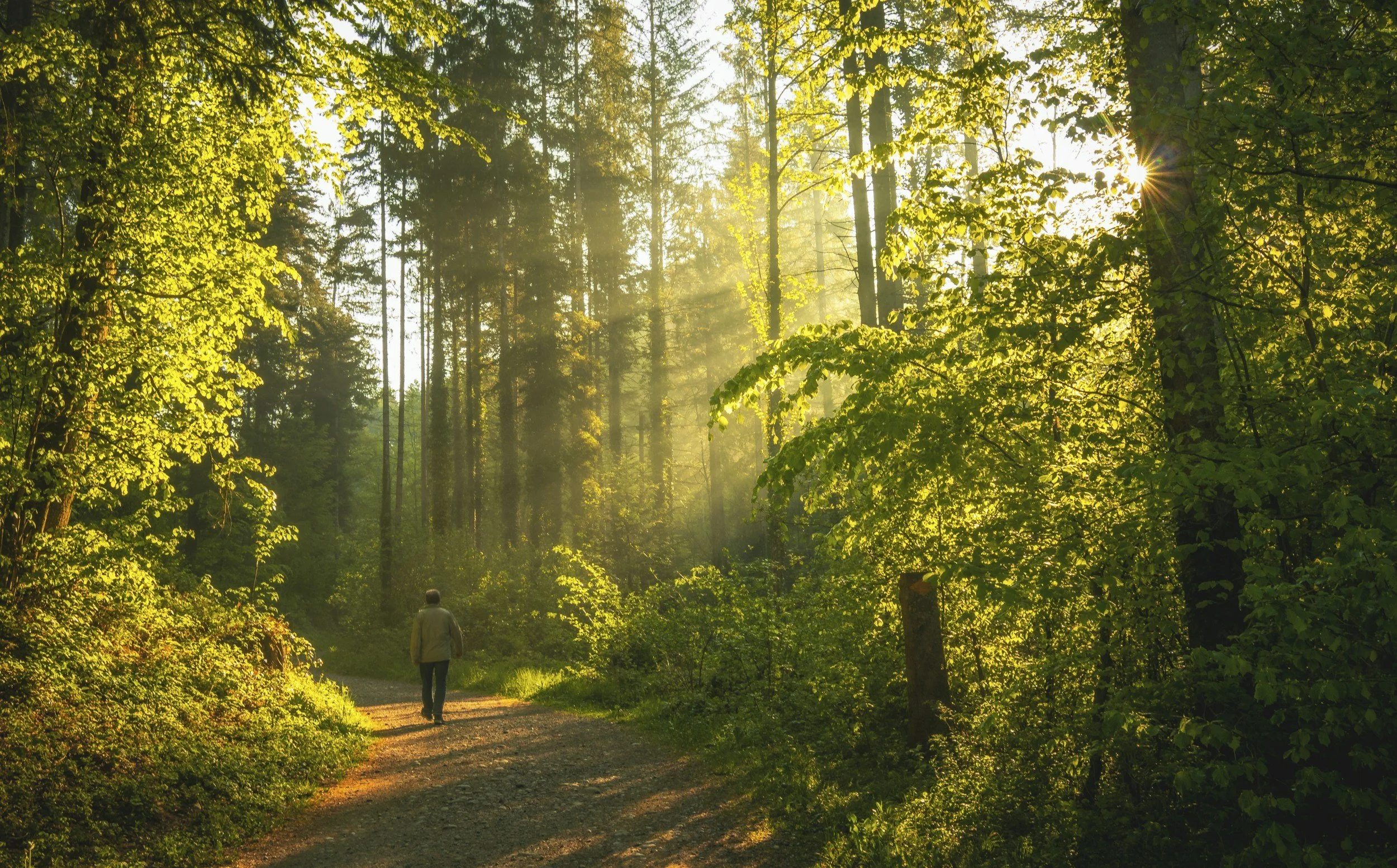 A person walking down a peaceful, sun-drenched forest path next to the contact form for Timpanogos Hypnotherapy in Provo Utah.