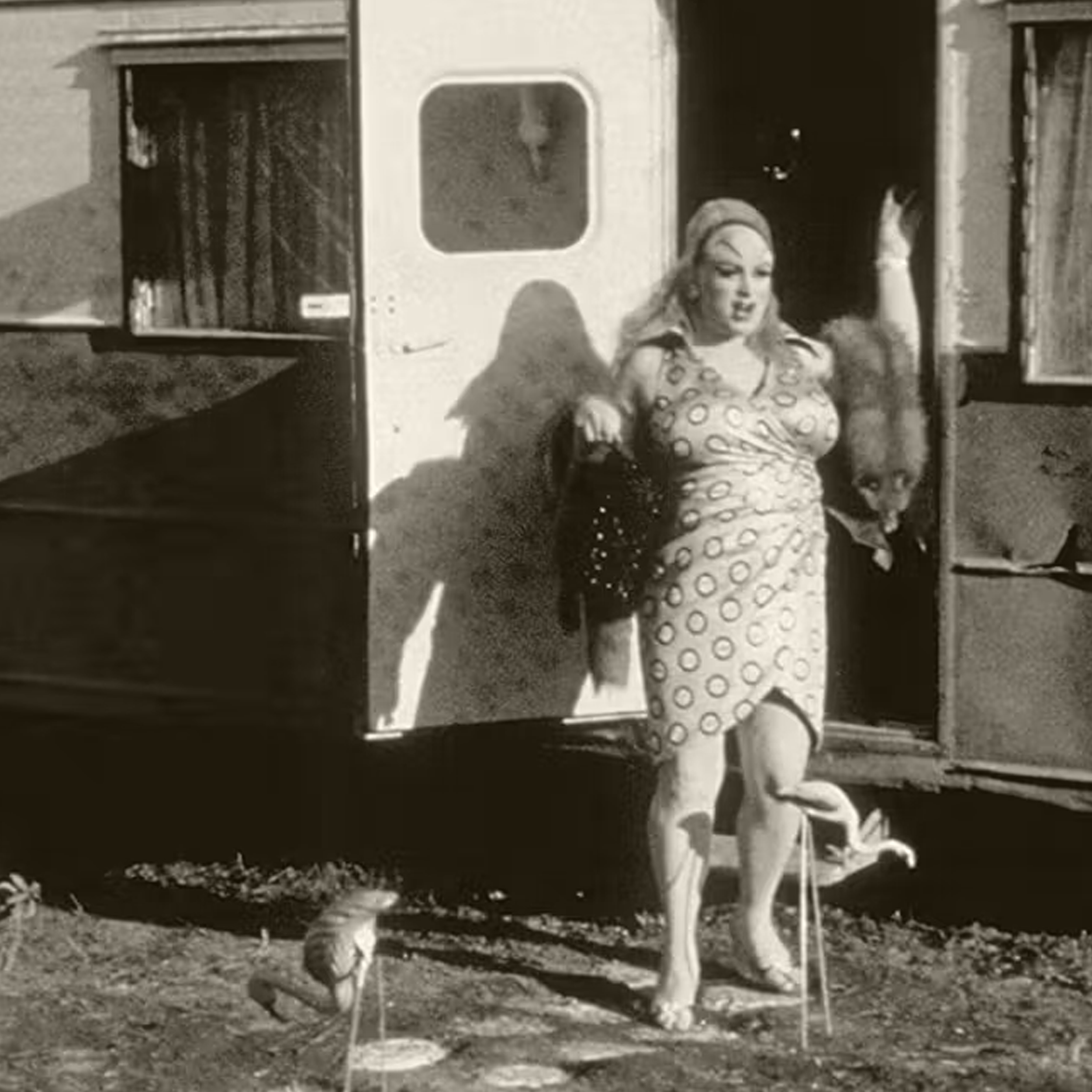 pink flamingos (1972)