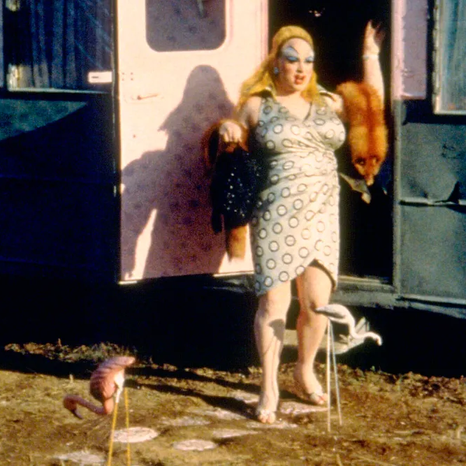 pink flamingos (1972)