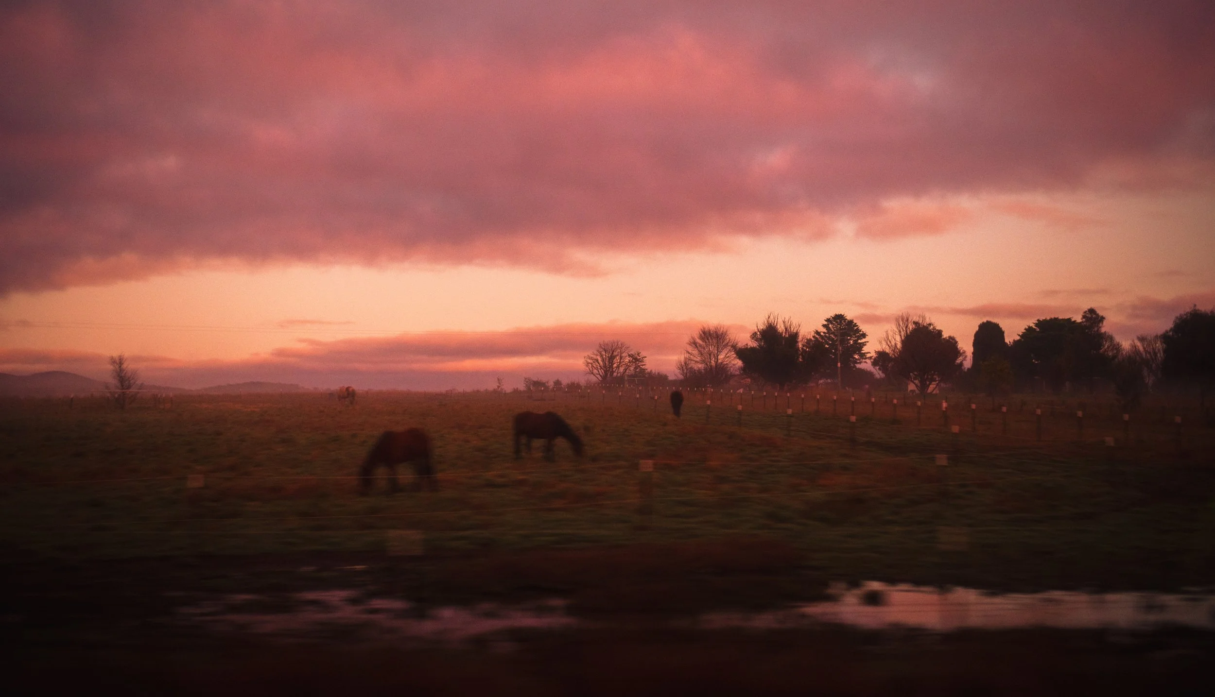 The Horse Lassitudes-1.jpg