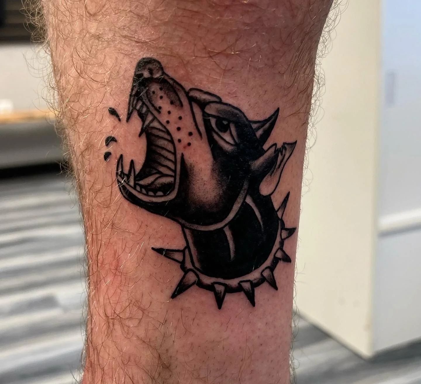 Tattoo of a snarling dog with spiked collar on person's arm.
