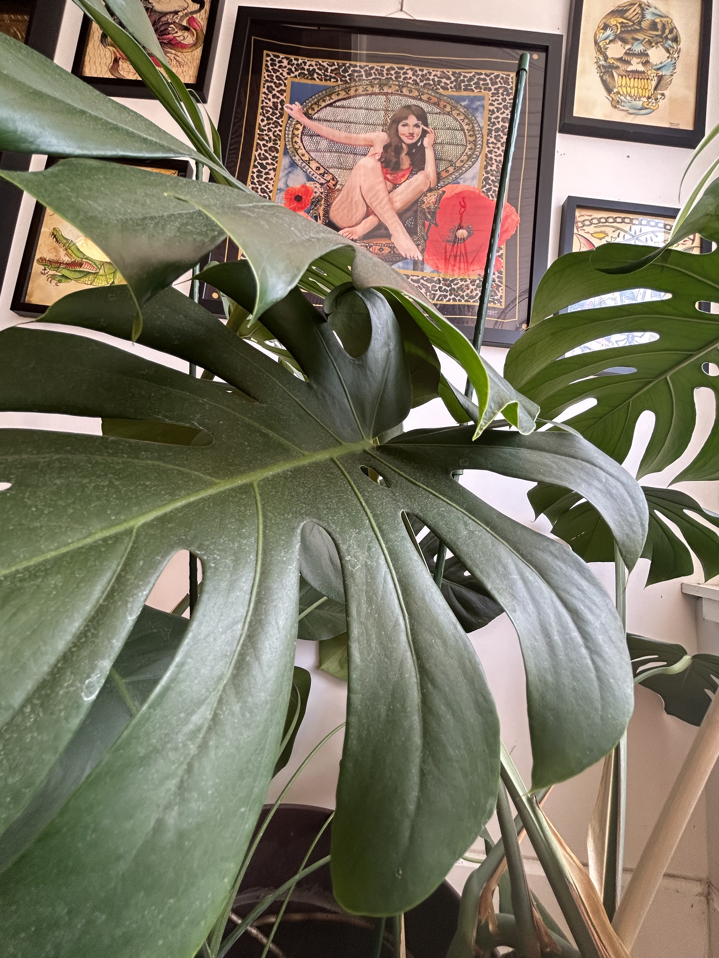 Close-up of large Monstera plant leaves in front of framed artwork on a wall.