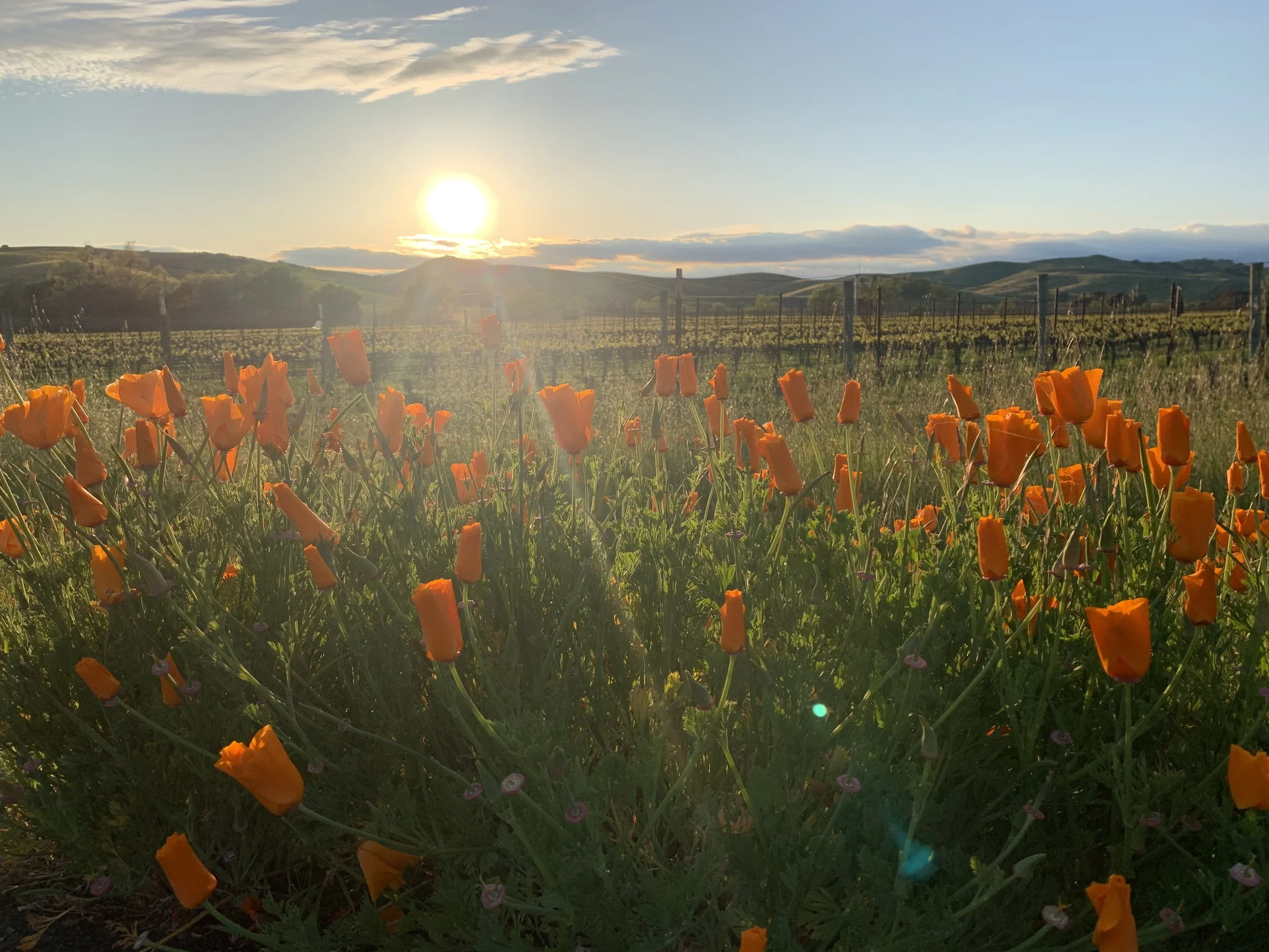 Sunset over a field of orange poppies with a vineyard and rolling hills in the background.