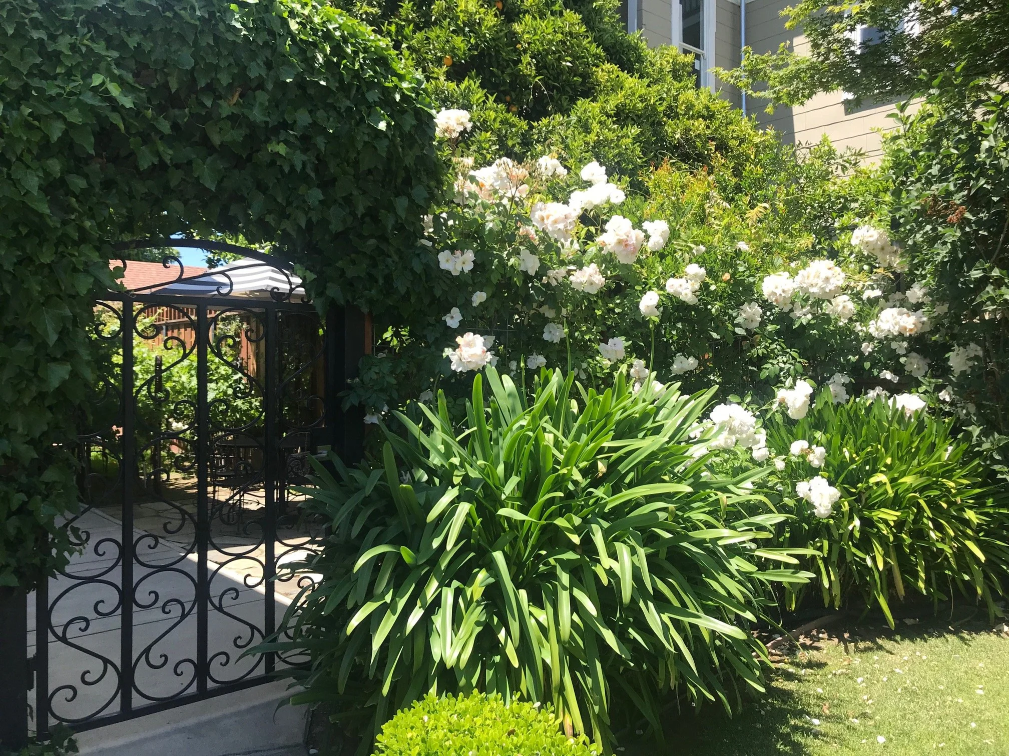 A garden with white flowering bushes and green leafy plants surrounding a black wrought iron gate leading to an outdoor patio area.