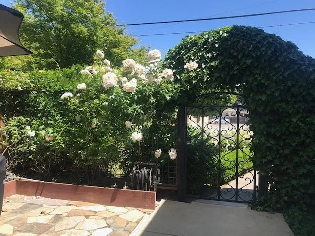 Black decorative gate surrounded by green ivy and white flowering bushes in a garden.