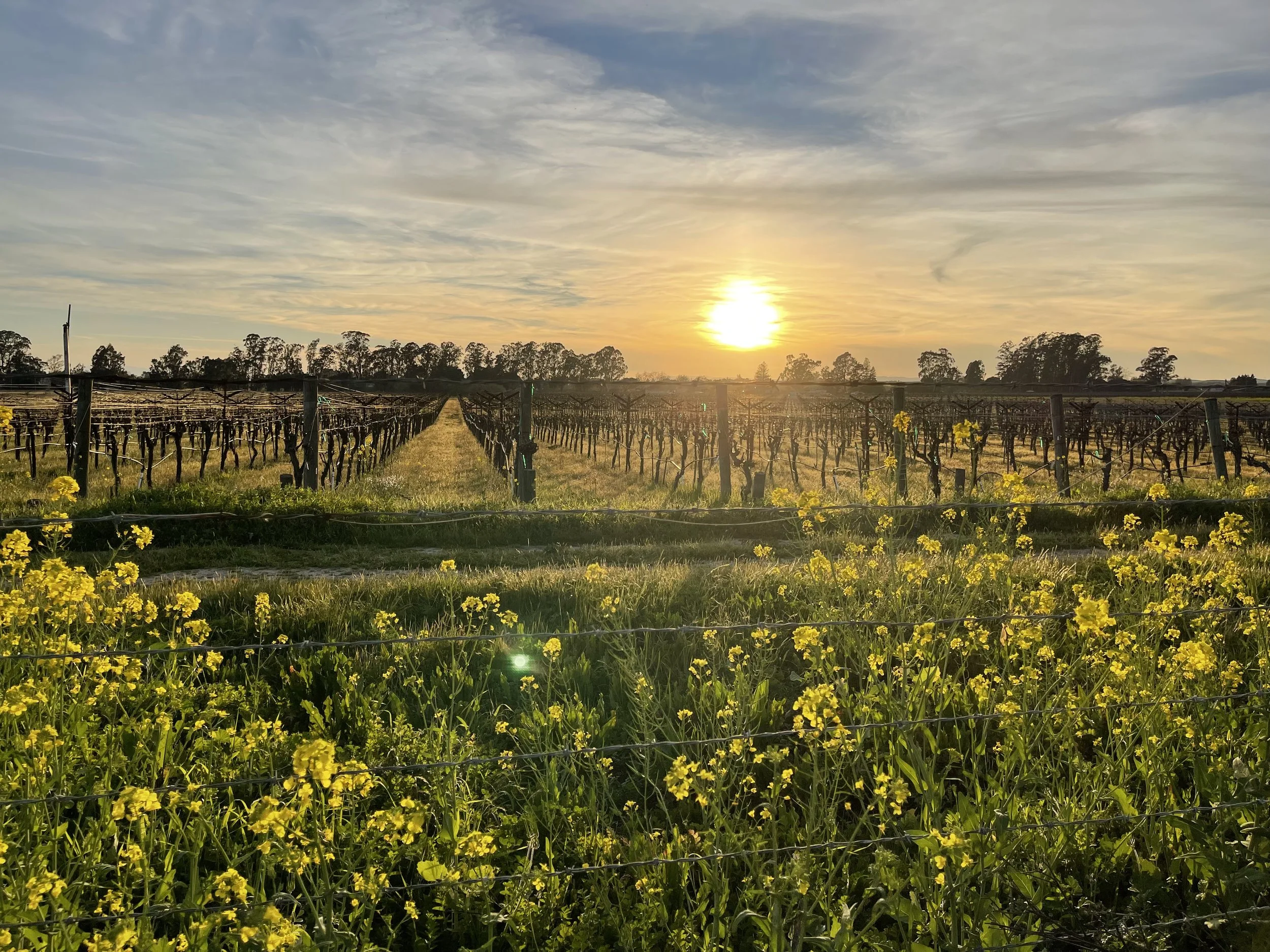 Sunset over a vineyard with rows of grapevines and yellow flowers in the foreground.