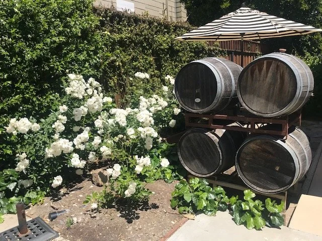 Outdoor garden with white roses and large wooden wine barrels stacked on a rack, shaded by a black and white striped umbrella.
