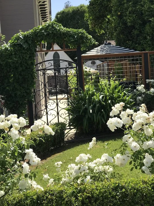 A lush garden with white roses, green bushes, and tall plants surrounding a black wrought-iron gate with decorative swirl patterns. In the background, there is a patio with a striped umbrella and a wooden fence, under clear sunny skies.