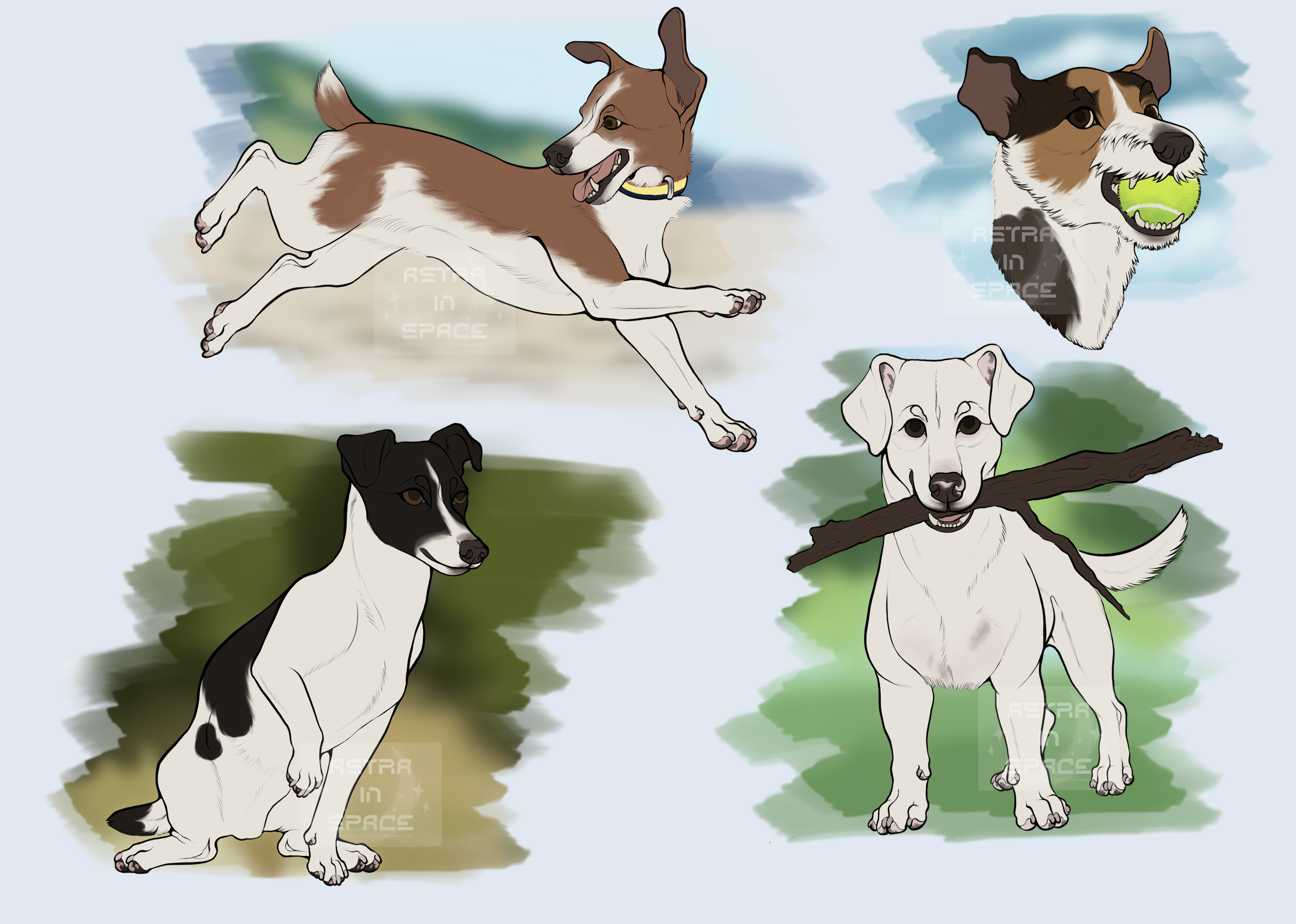 Jack_Russell_Terrier_.png