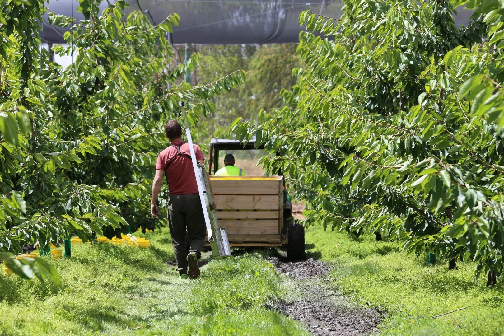 A person walking in a cherry orchard next to a tractor with a cargo box, while another person sits on the tractor. The orchard has lush green leaves and yellow boxes, with a pathway and grass.
