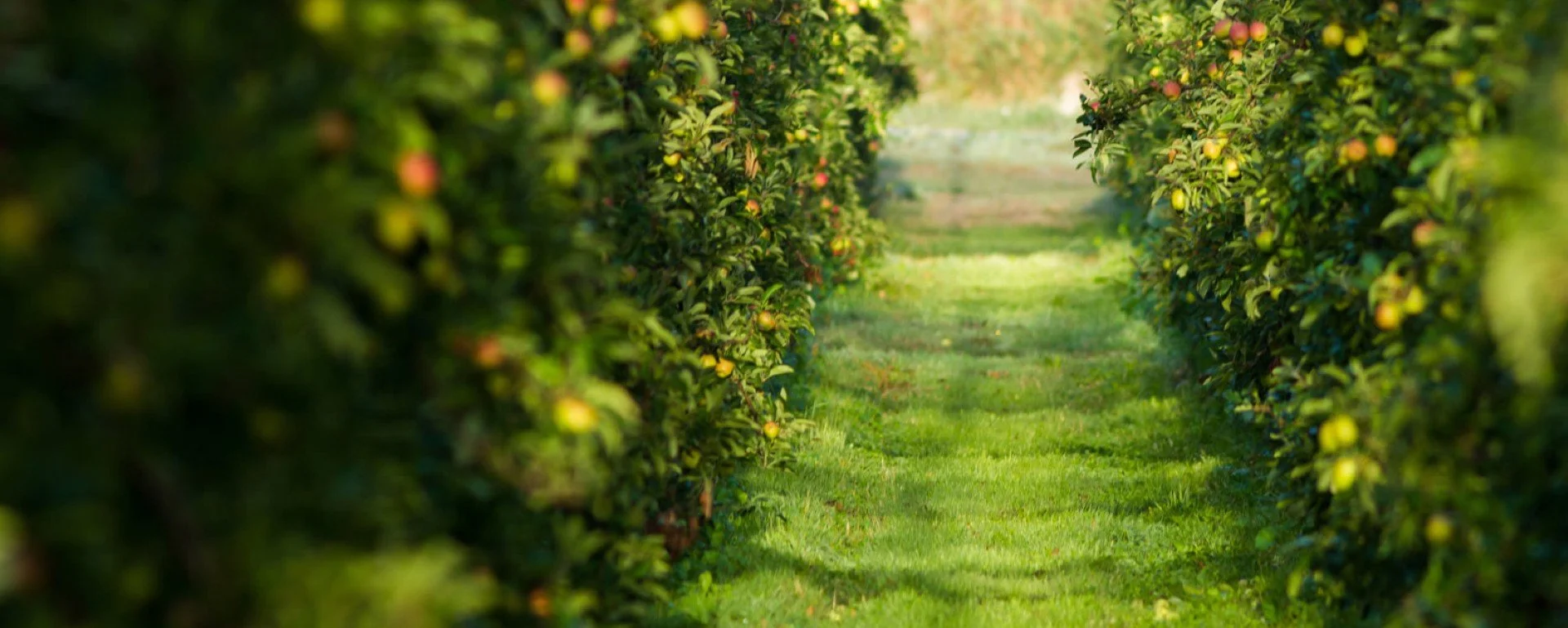 An orchard row of apple trees with green grass pathway in between, ripe apples on the branches, during daylight.