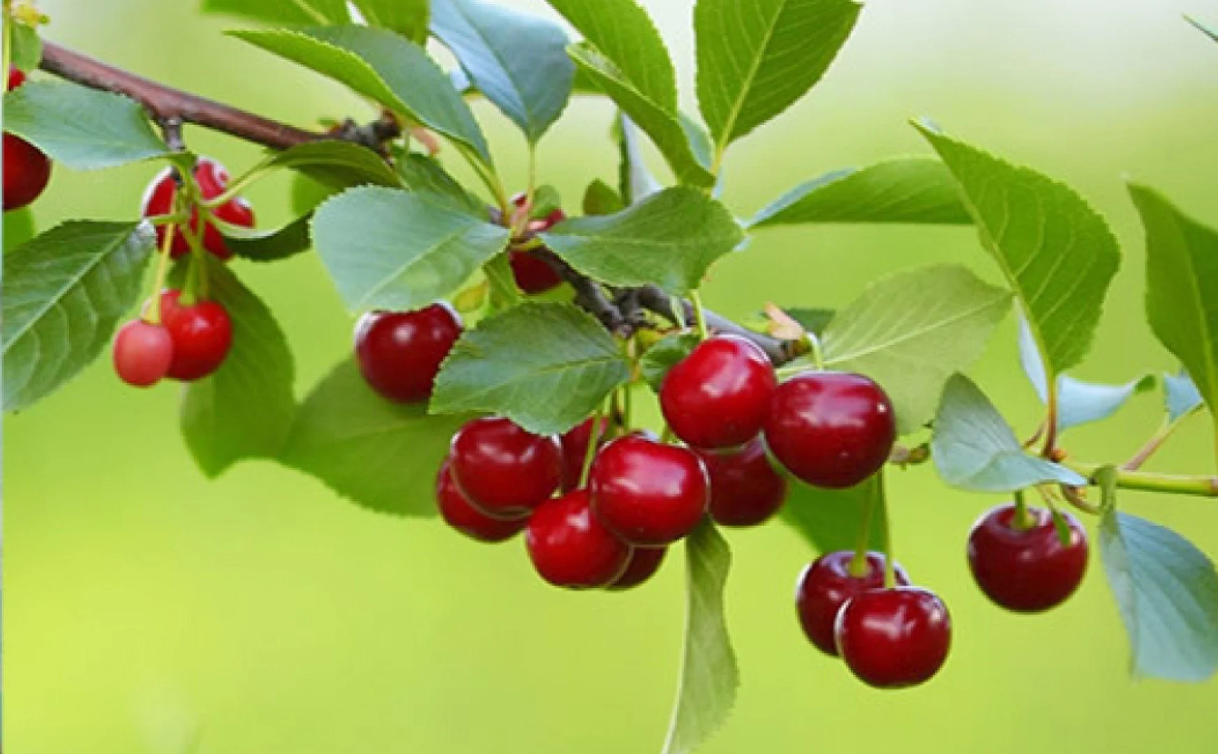 Close-up of a cherry tree branch with ripe red cherries and green leaves.