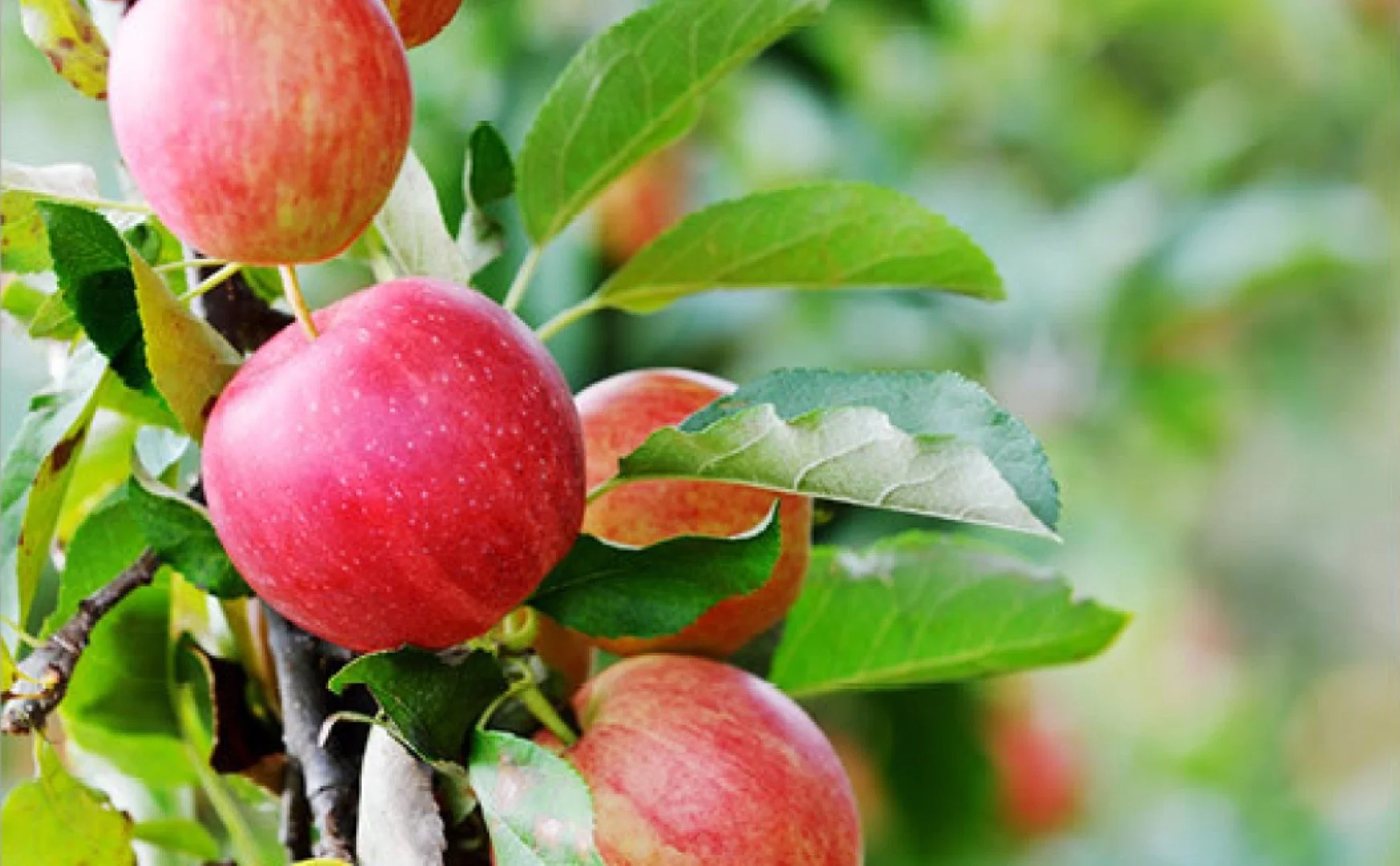 Red apples growing on a tree with green leaves.