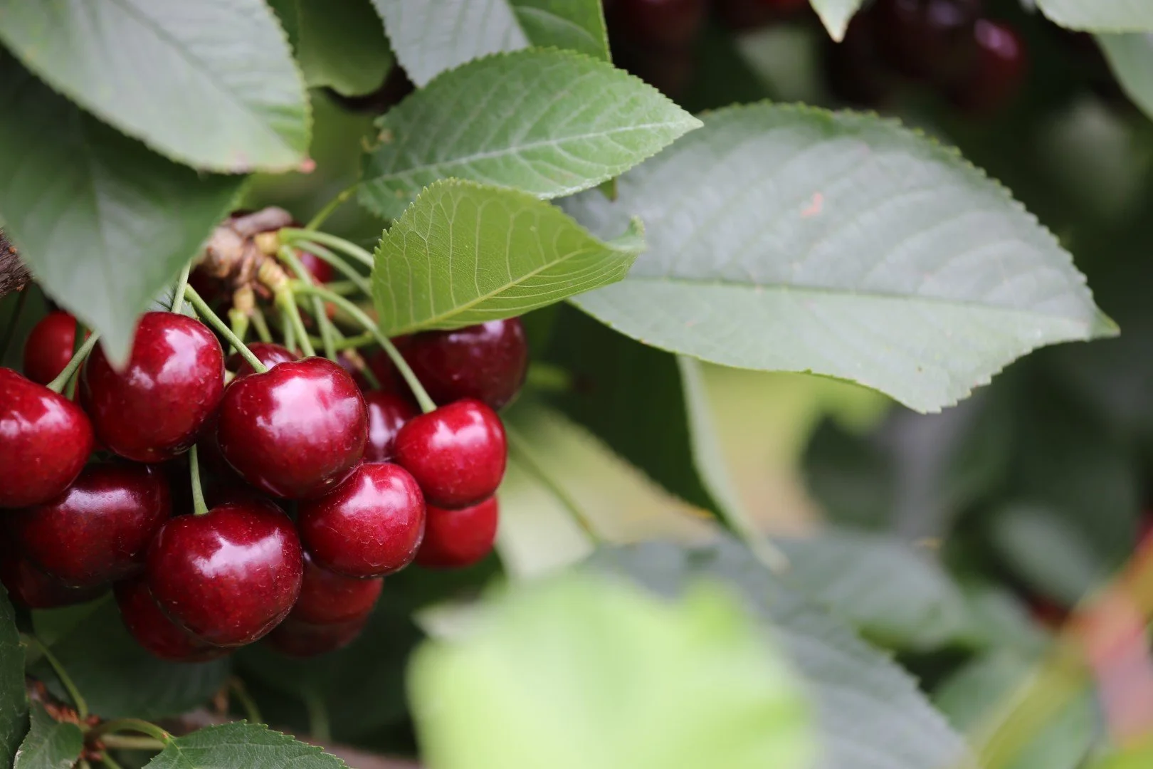 A cluster of ripe, red cherries hanging from a tree branch, surrounded by green leaves.