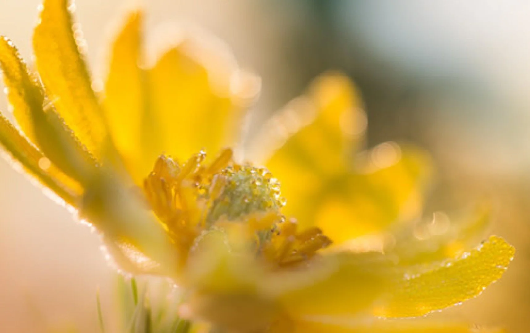 Close-up of a yellow flower showing the detailed center and petals.