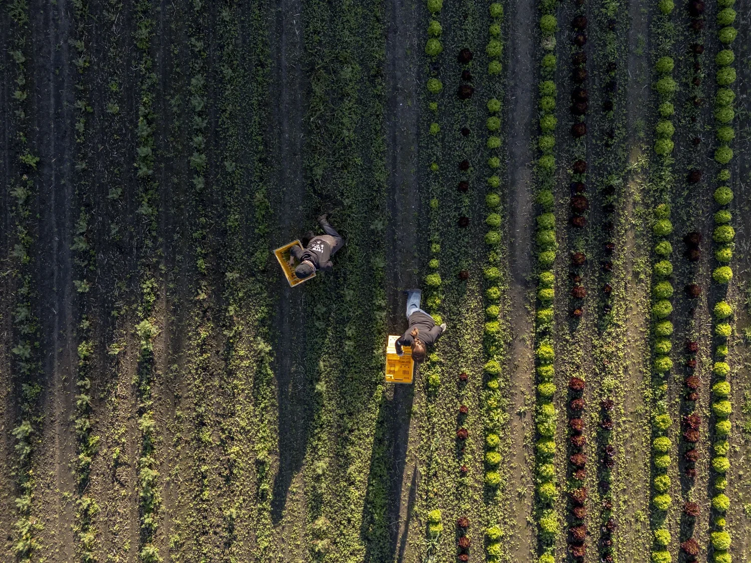 An aerial view of two workers in dark clothing harvesting crops in a field with organized rows of green plants and soil.