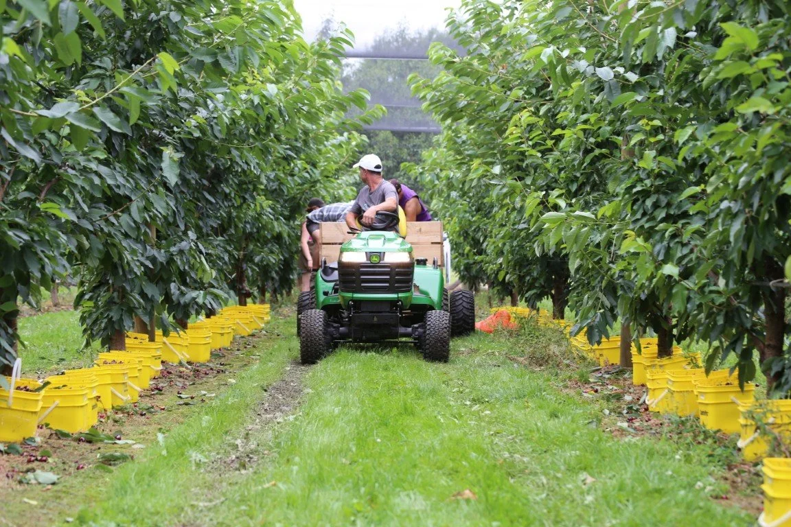 People working in a lush green orchard, riding on a green tractor among rows of trees with yellow pots at the base.