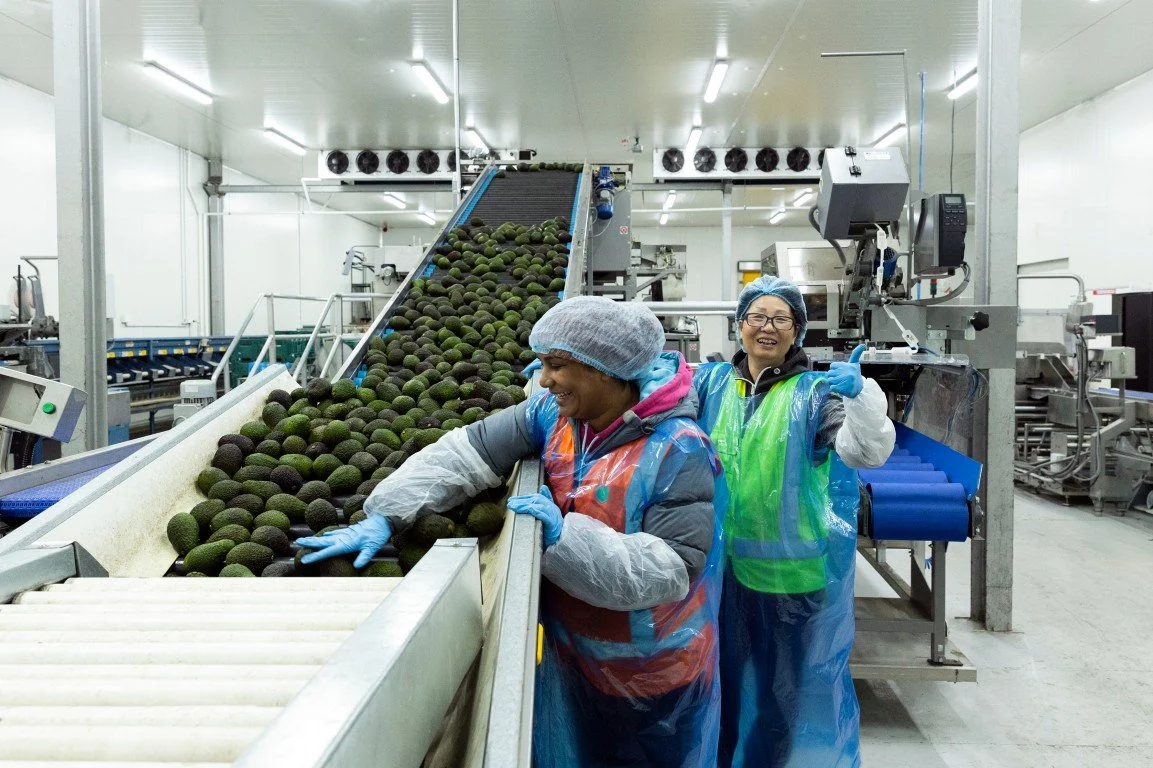 Two workers in a fruit processing factory inspecting avocados on a conveyor belt, wearing hairnets and protective jackets, with industrial equipment in the background.