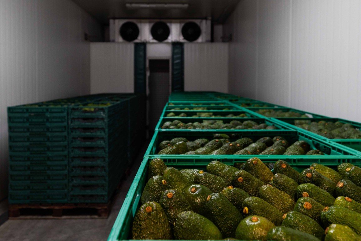 Green trays filled with avocados inside a refrigerated storage room.