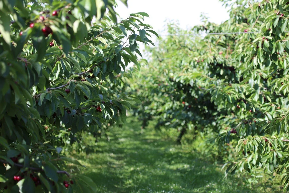 Cherry trees with red cherries growing on green leafy branches in an orchard.