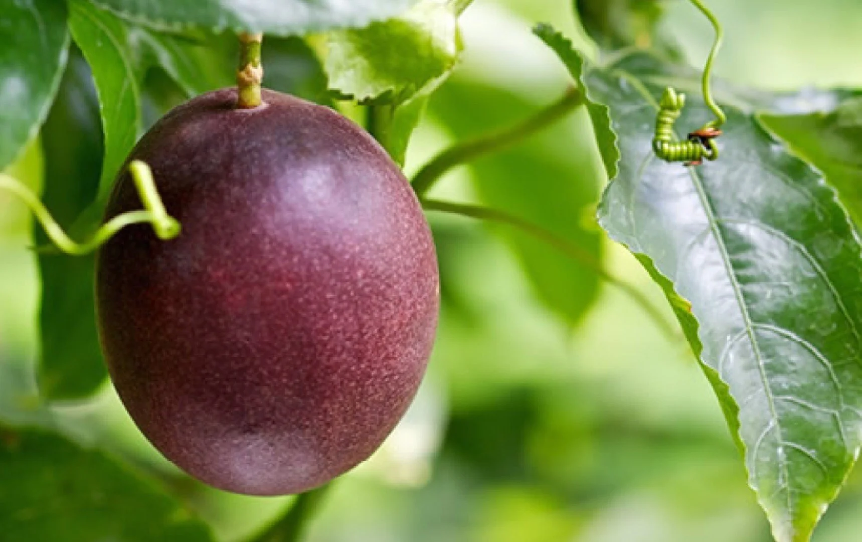 Close-up of a purple fruit hanging from a tree, surrounded by green leaves, with a small caterpillar on a leaf nearby.