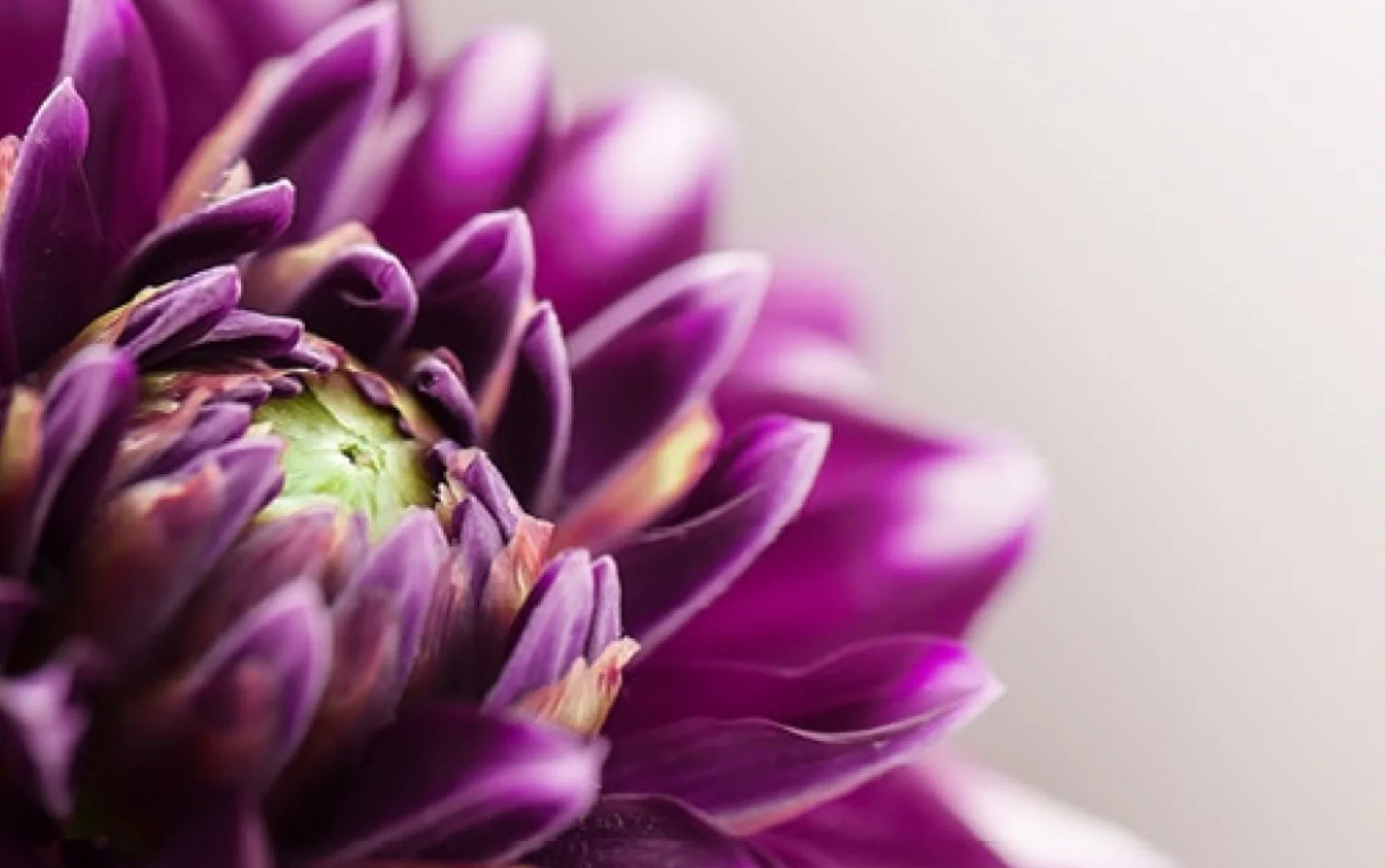 Close-up of a purple and pink flower with a yellow-green center, showing detailed petals on a plain, light background.