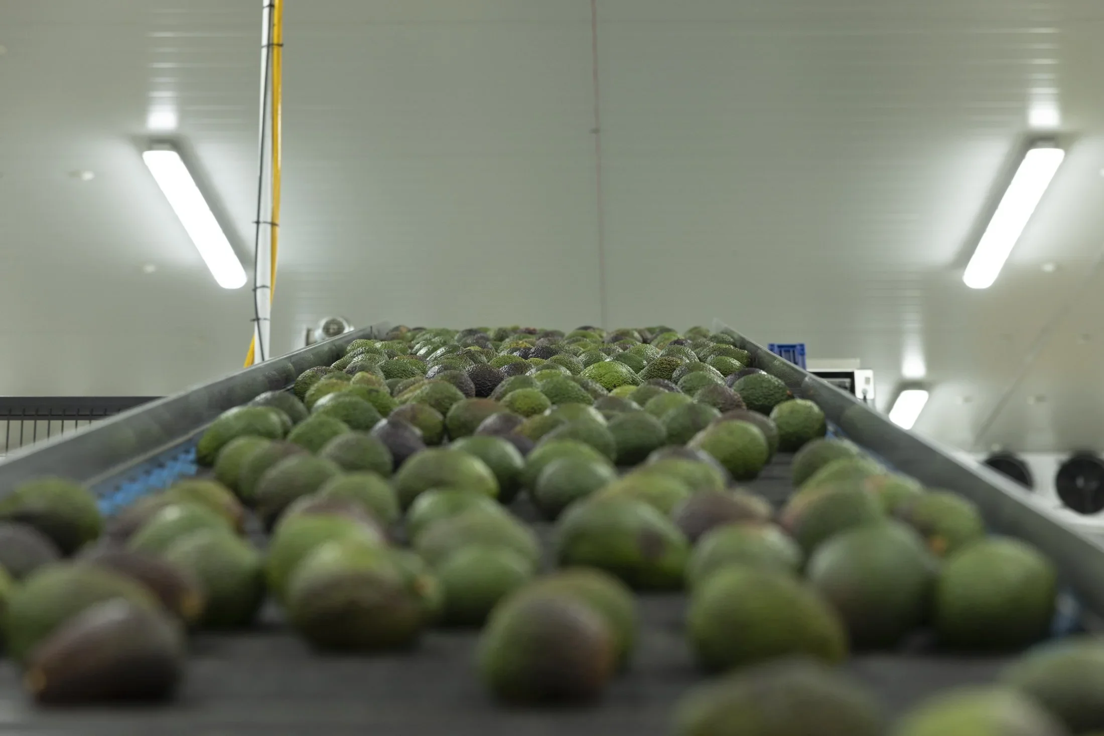 A conveyor belt with numerous avocados in a controlled environment, illuminated by overhead fluorescent lights.